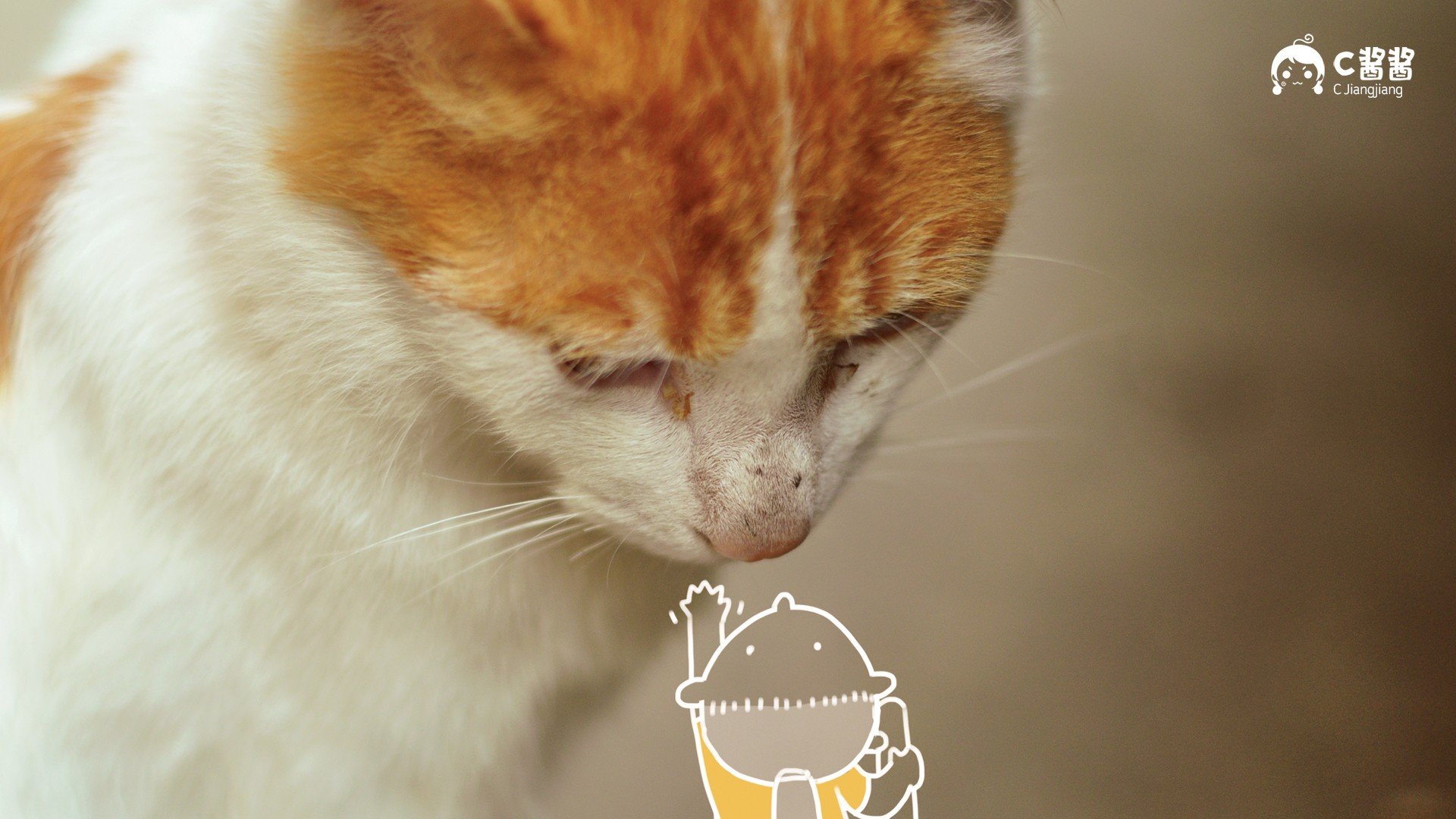 萌宠,猫,喵星人,C酱酱