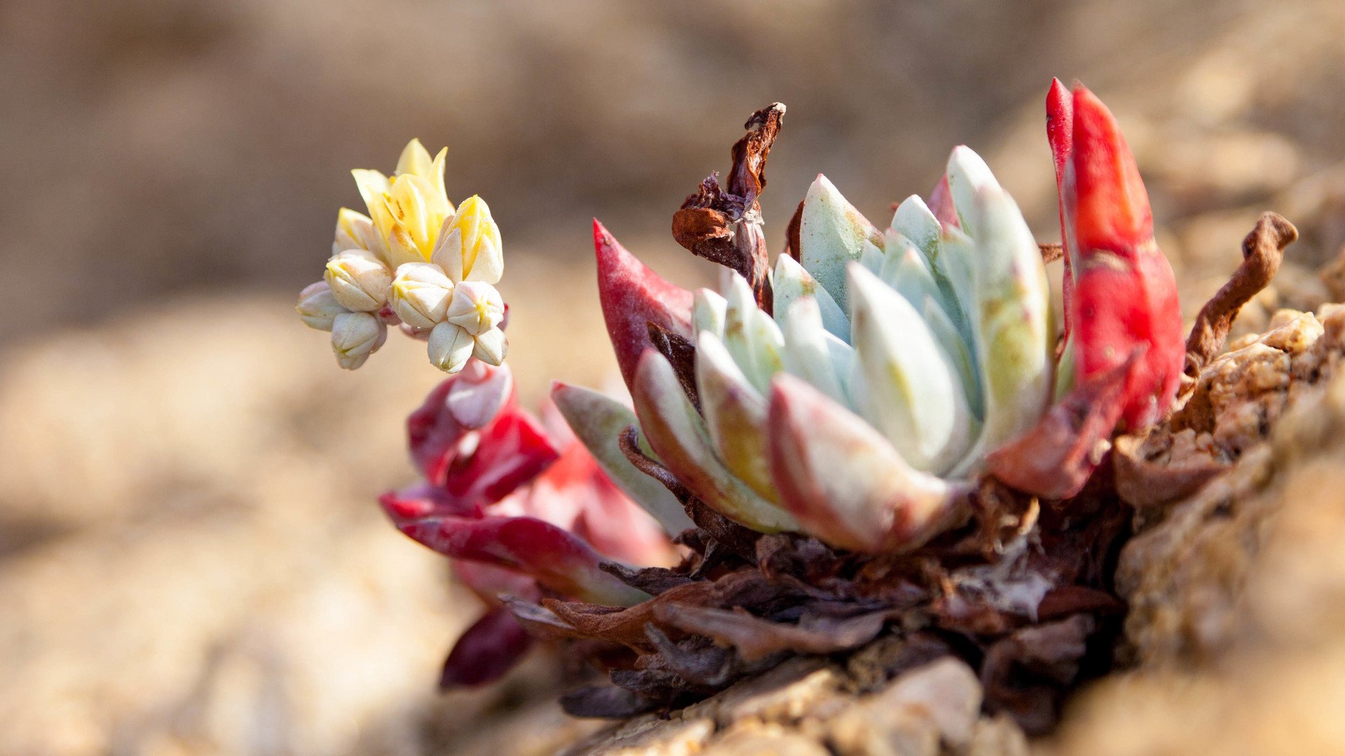 小清新,温暖,干净,安静,唯美,静物,物语,时光,多肉,植物,可爱