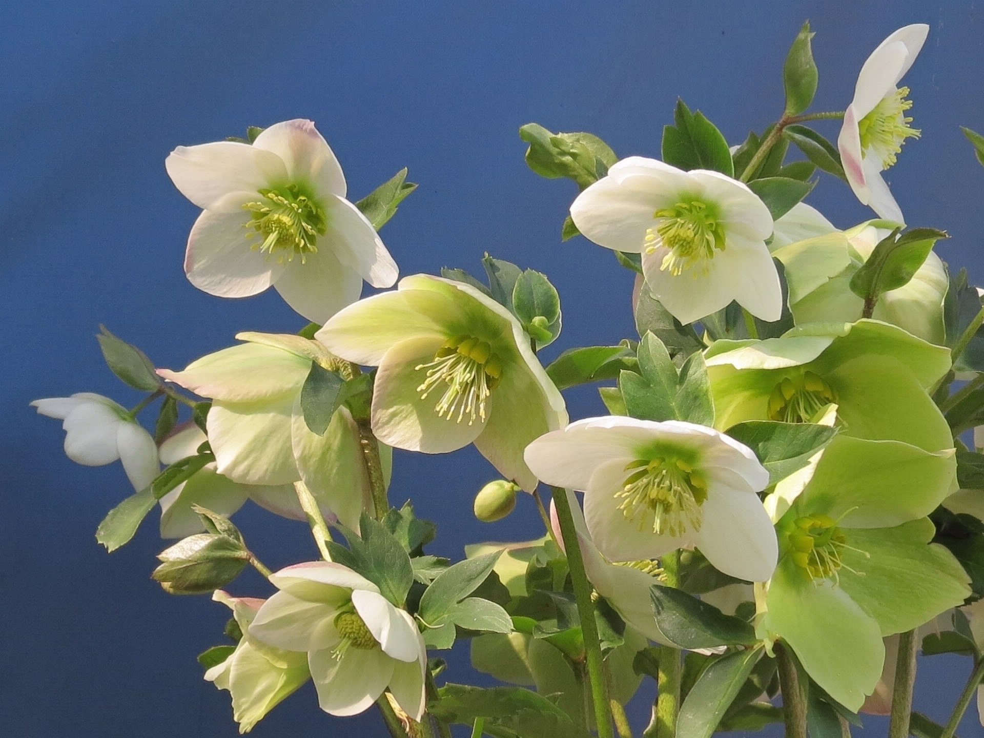 小清新,温暖,干净,安静,唯美,静物,物语,时光,花,清新淡雅,鸟语花香