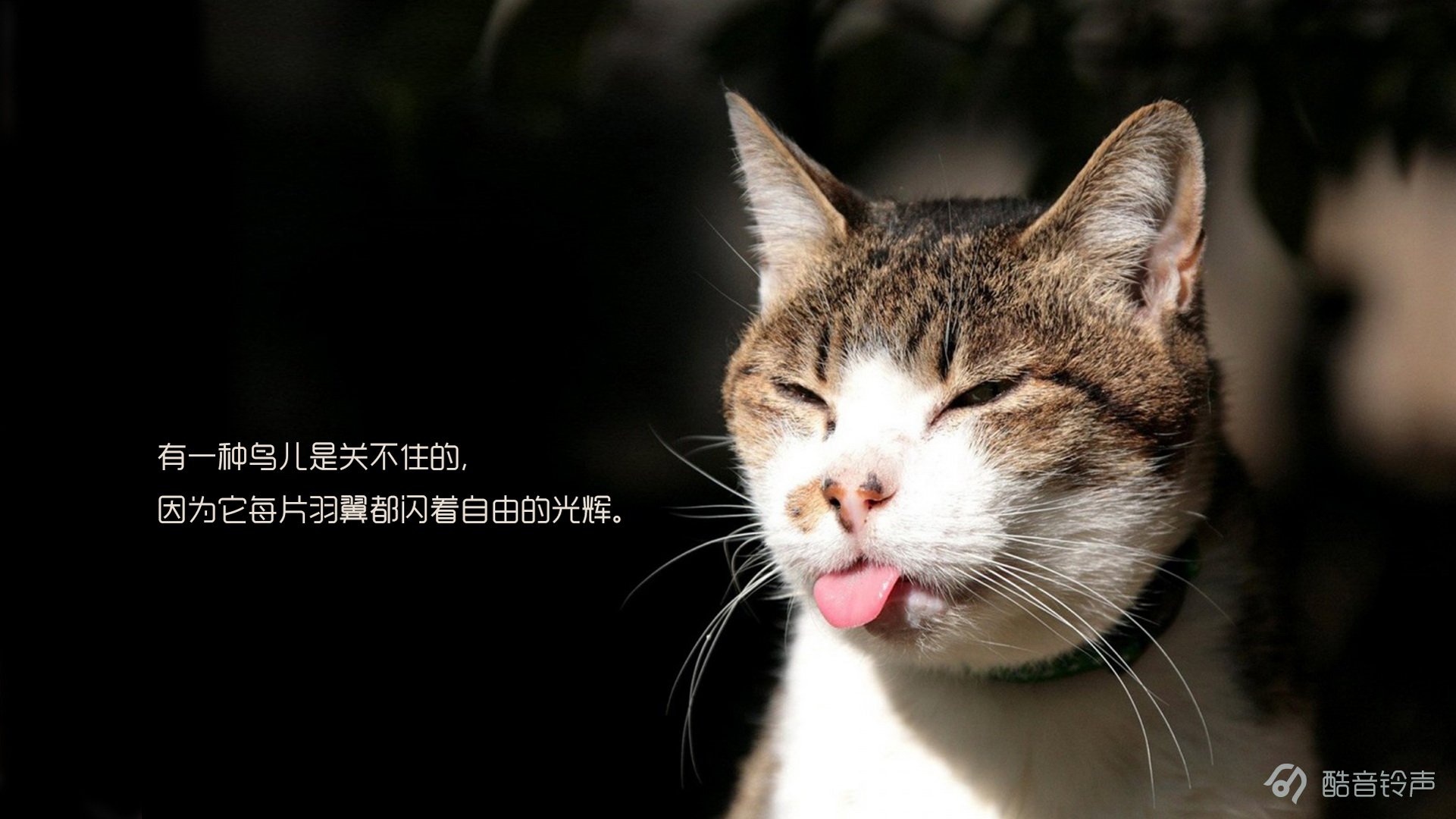 喵星人,萌宠,宠物,猫