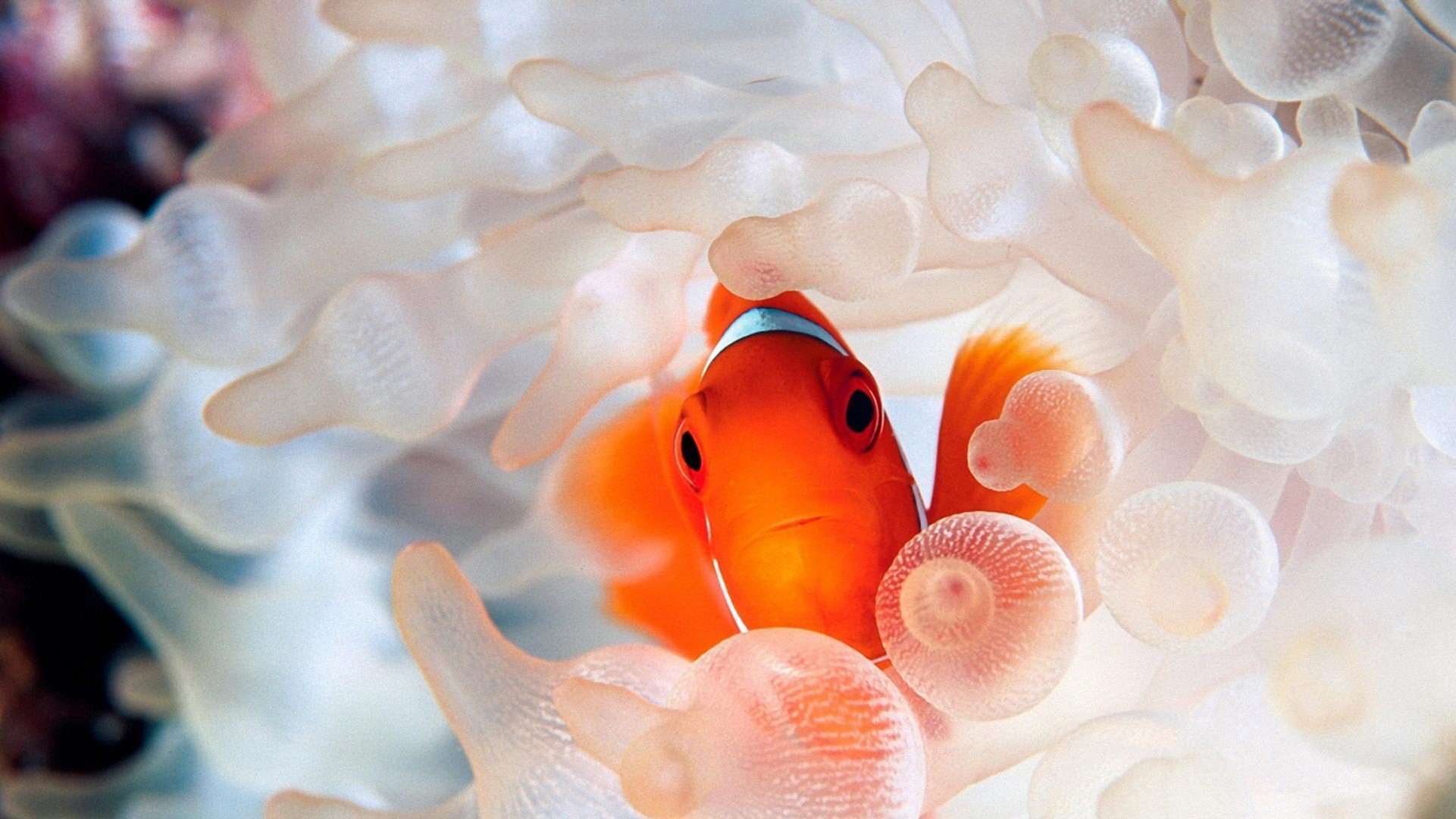 动物,海底世界,海洋生物