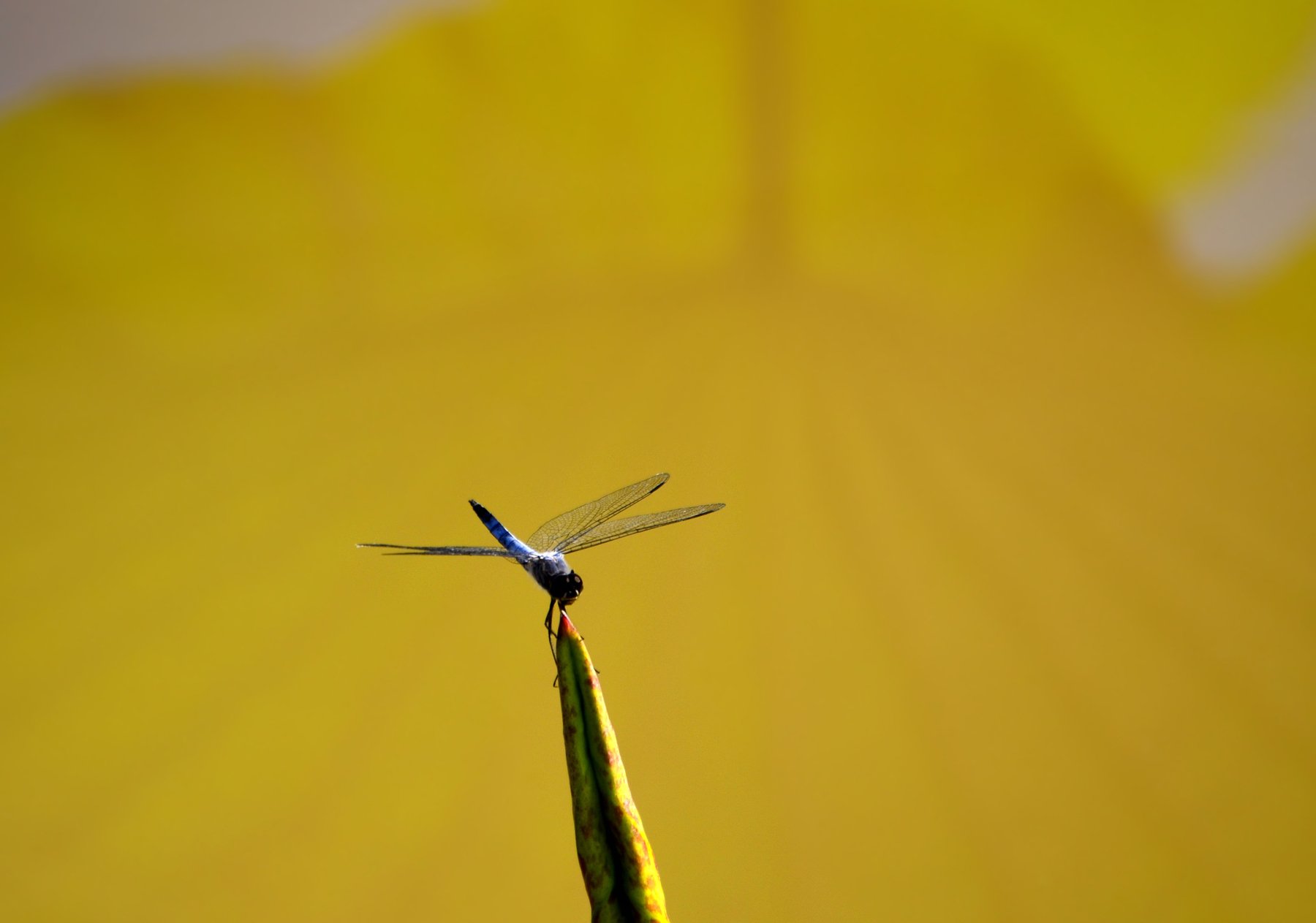 小清新,温暖,干净,安静,唯美,静物,物语,时光,清新淡雅,宁静安详