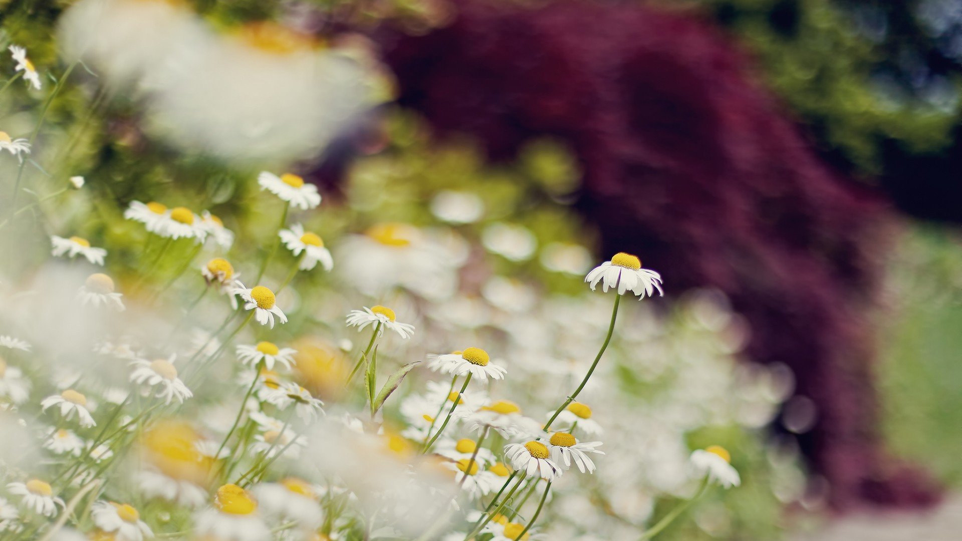 小清新,温暖,干净,安静,唯美,静物,物语,时光,花,清新淡雅,鸟语花香