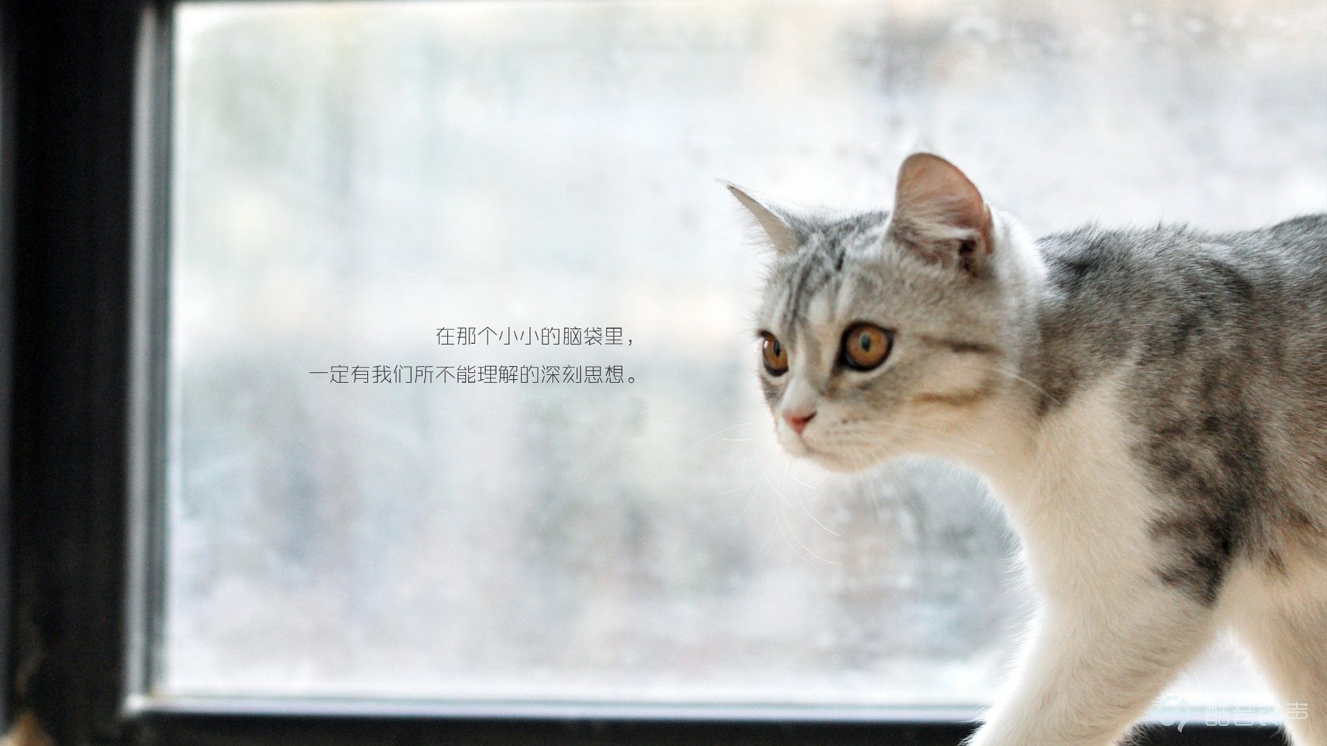 喵星人,萌宠,宠物,猫