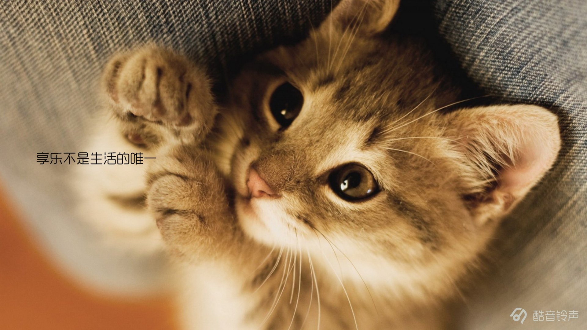 喵星人,萌宠,宠物,猫