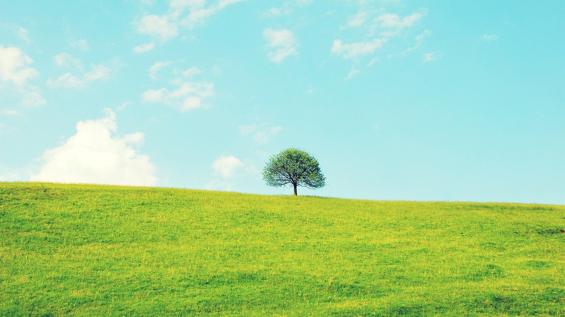 小清新,淡雅,清新,春意,护眼