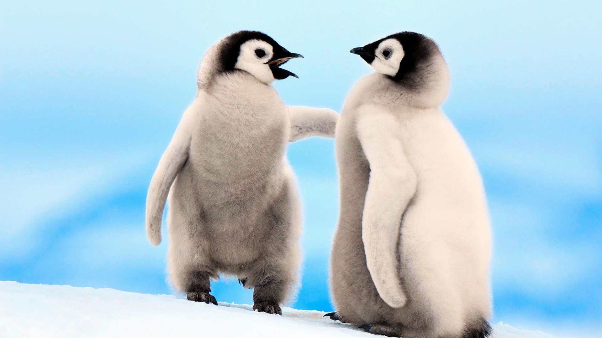 萌宠,极地动物,企鹅,呆萌,可爱