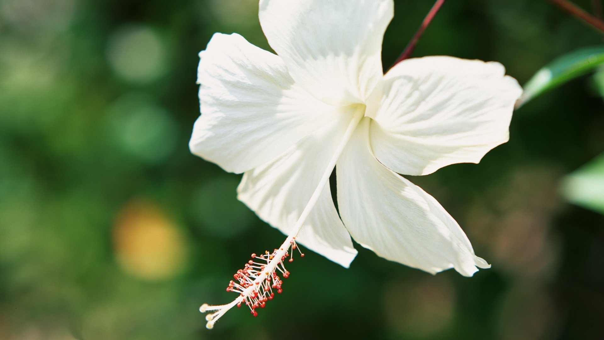 小清新,清新,可爱,简单