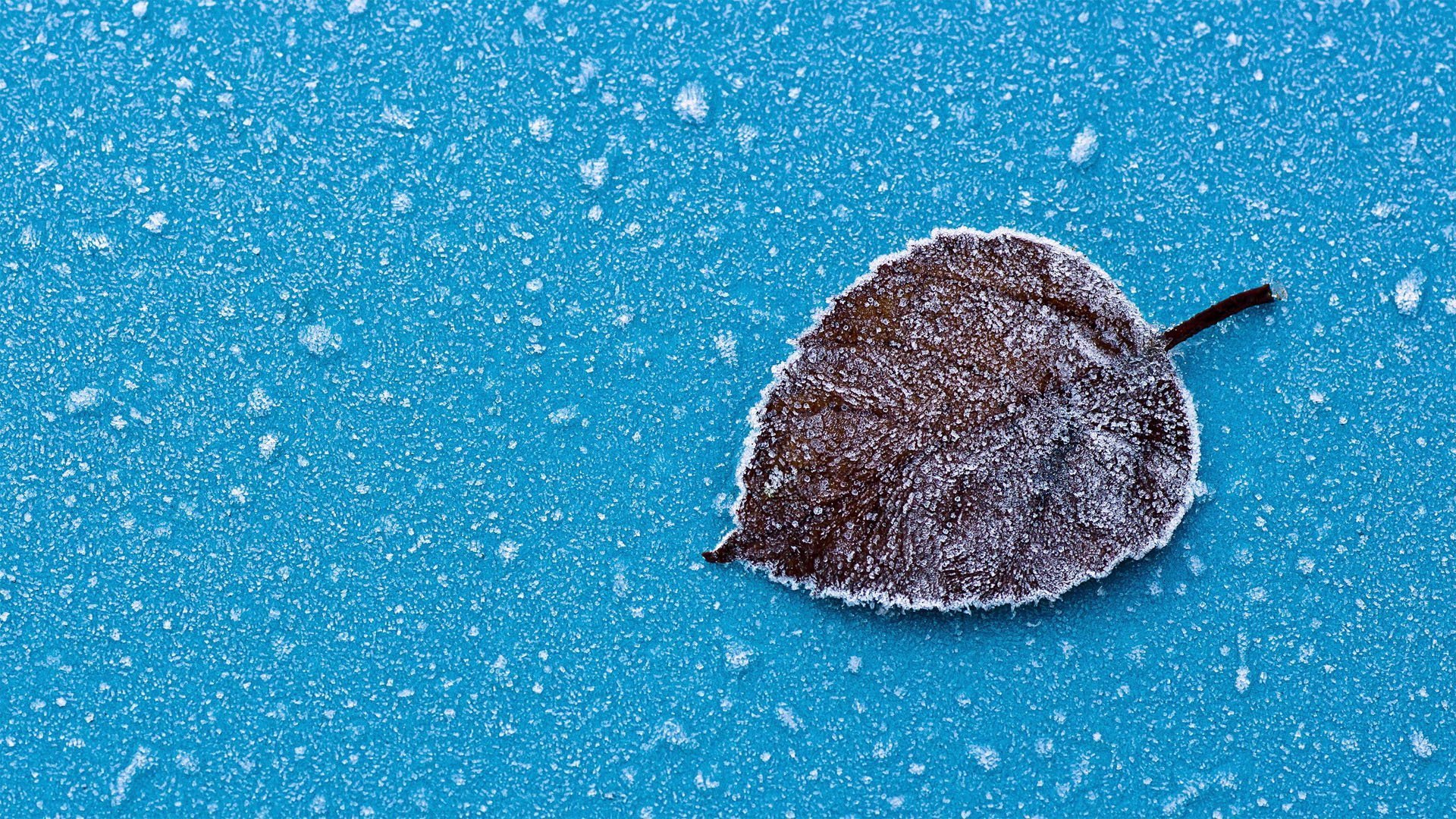 小清新,树叶,雪花	