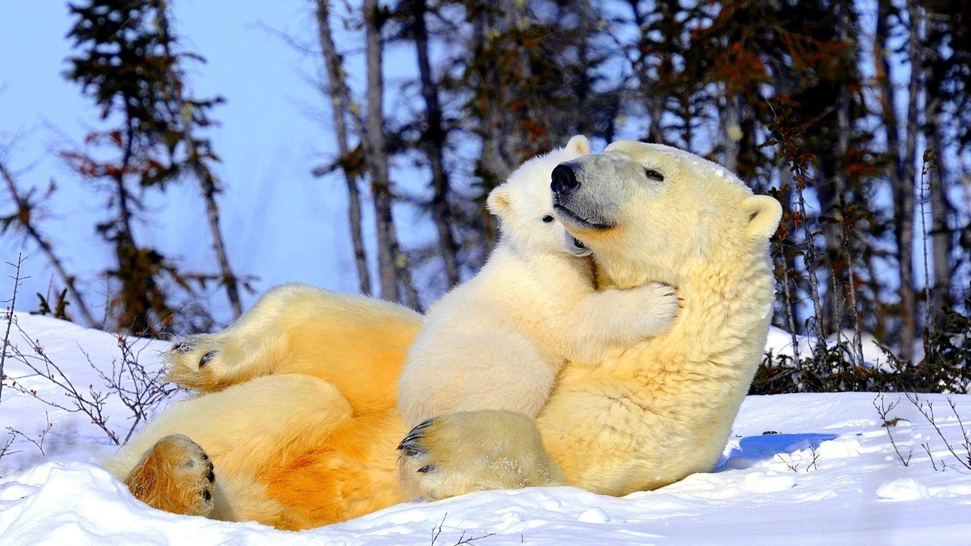 萌宠,北极熊,熊宝宝,可爱