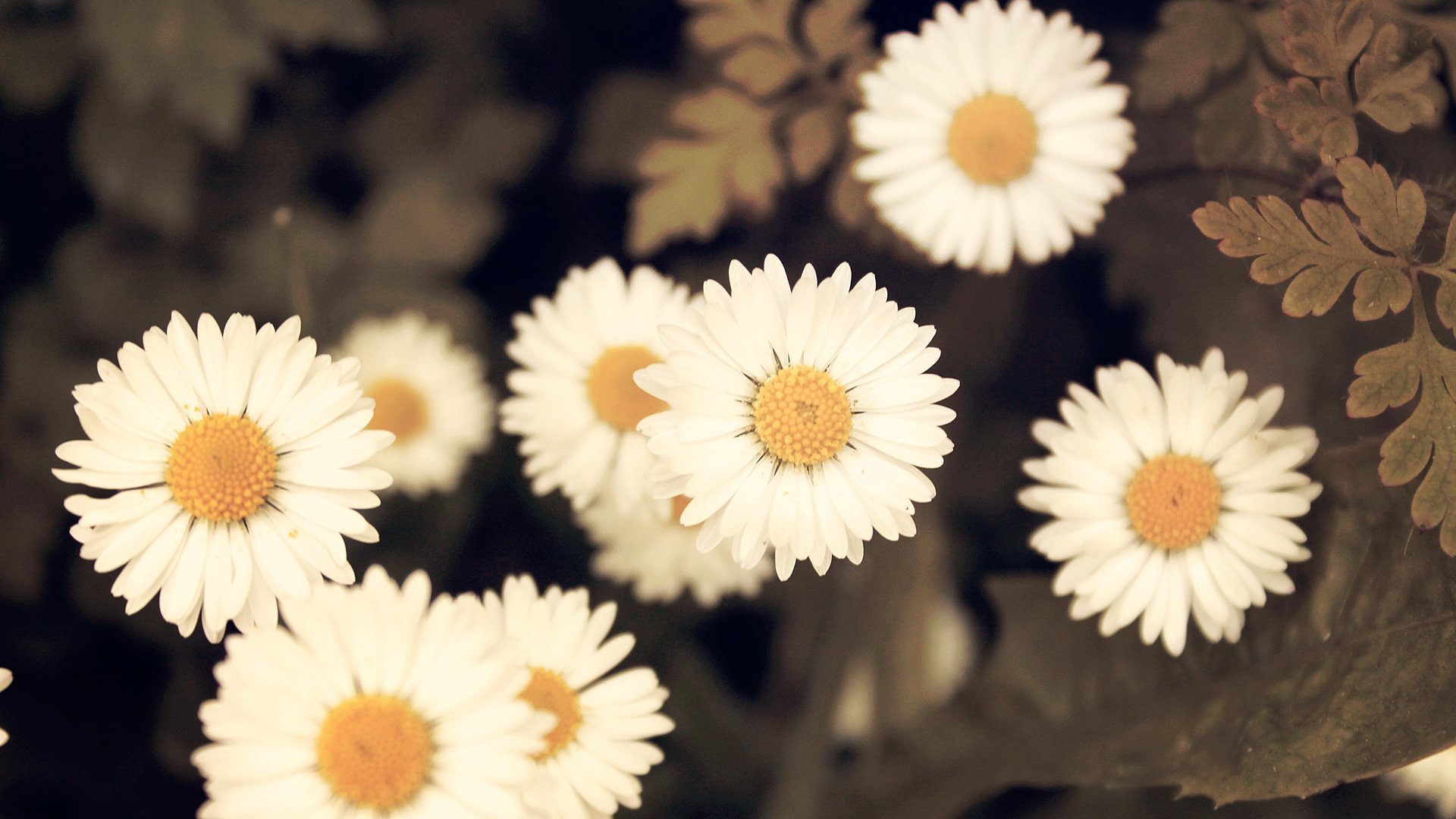 小清新,菊花,小雏菊,可爱