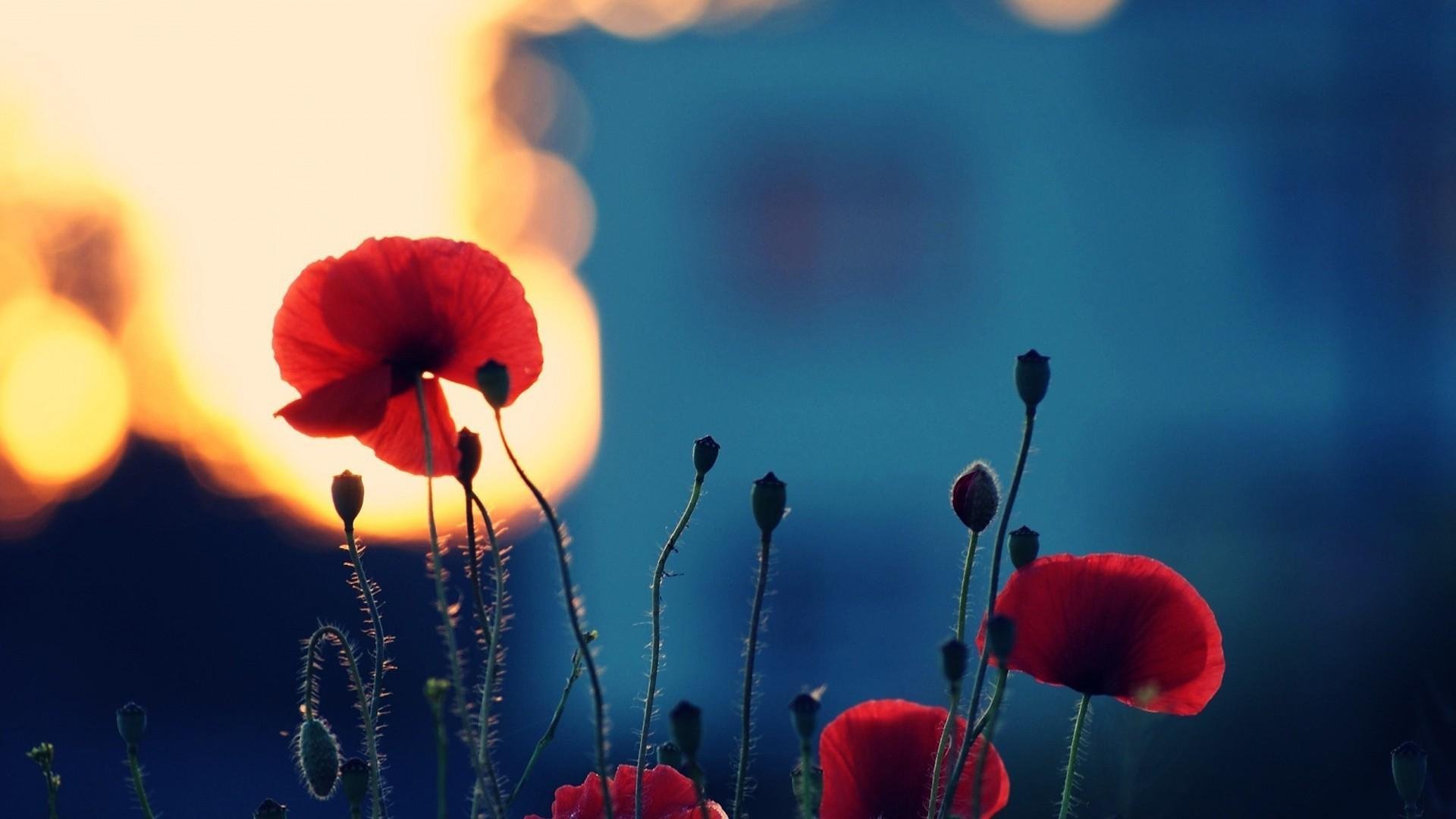 小清新,简单,可爱,高清