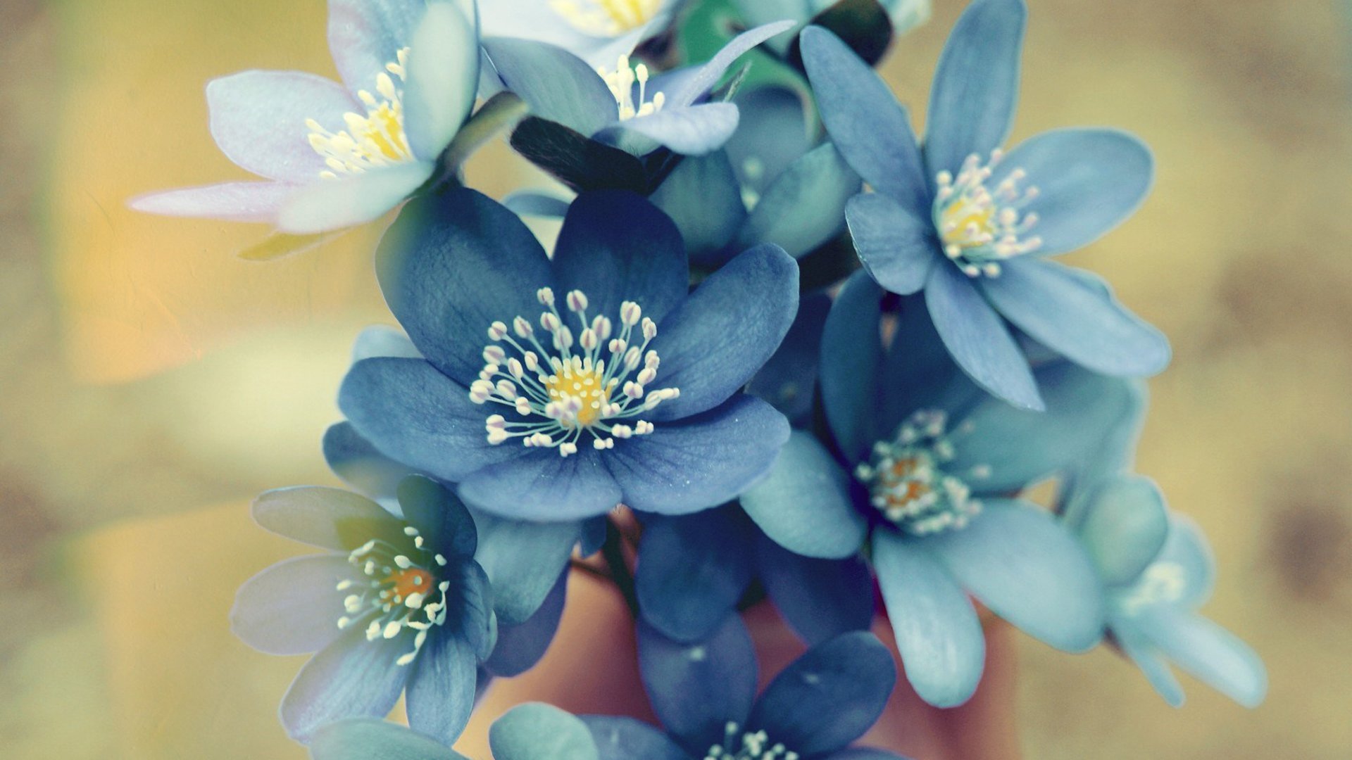 小清新,简单,温馨,可爱