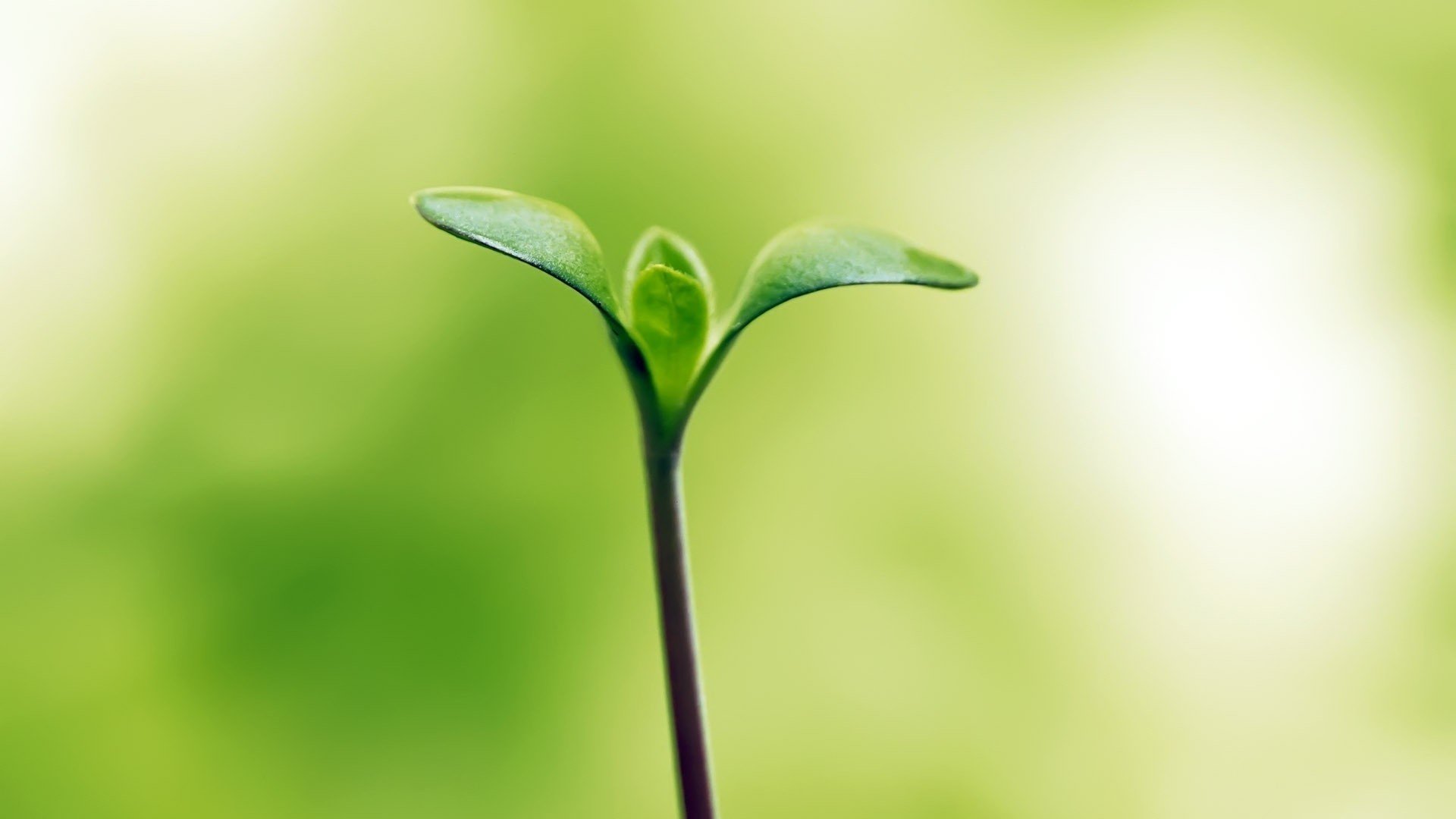 小清新,清新,护眼,解压