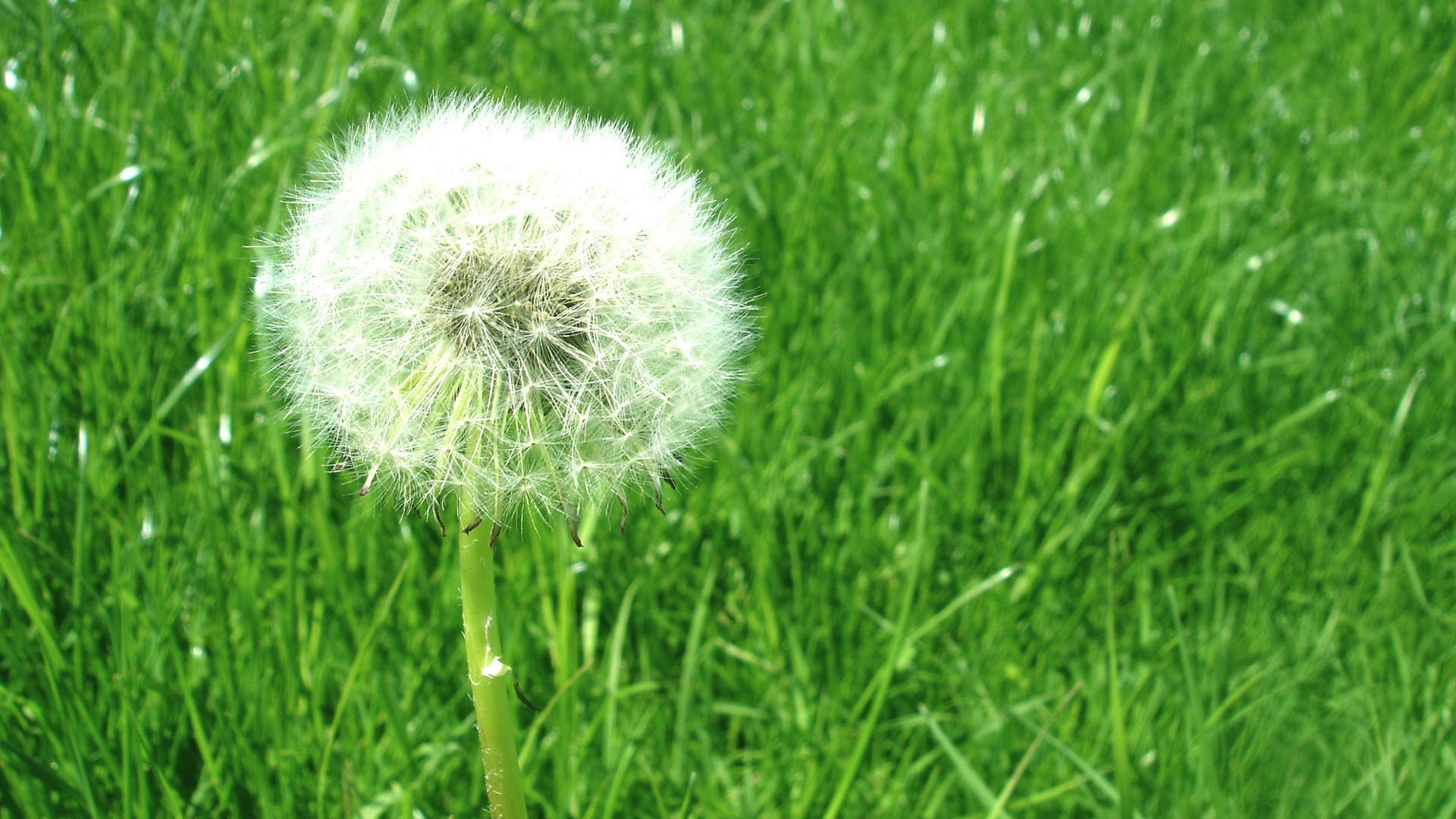 小清新,护眼,绿色,蒲公英