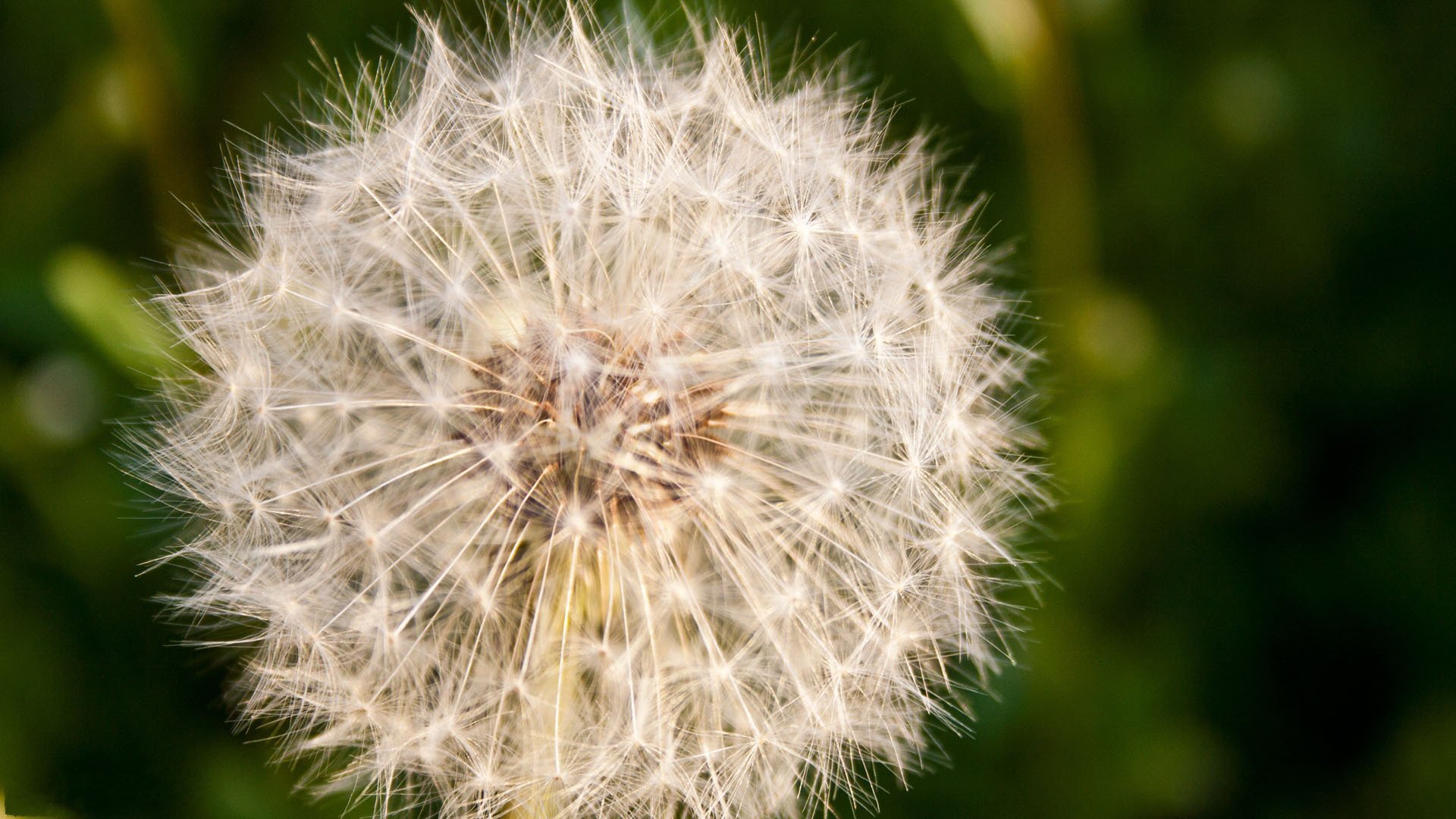 小清新,简单,蒲公英,可爱,高清