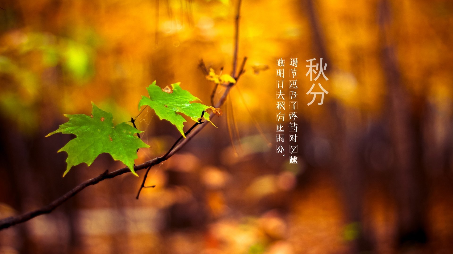 节日,秋分,秋天