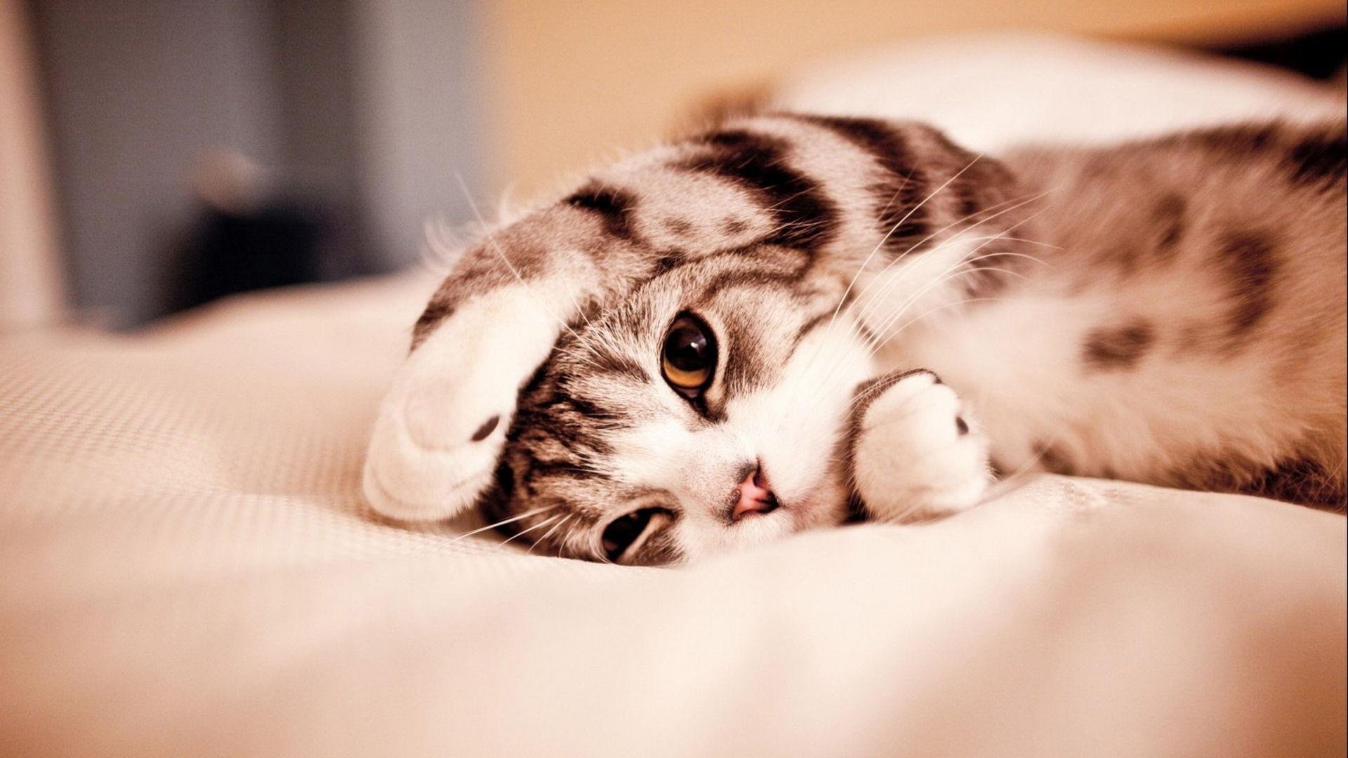 萌宠,猫咪,可爱