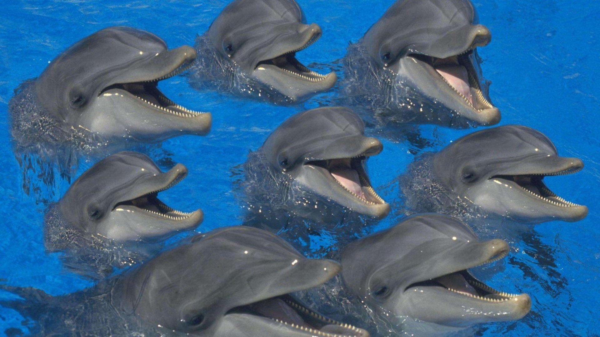 萌宠,海豚,海洋动物