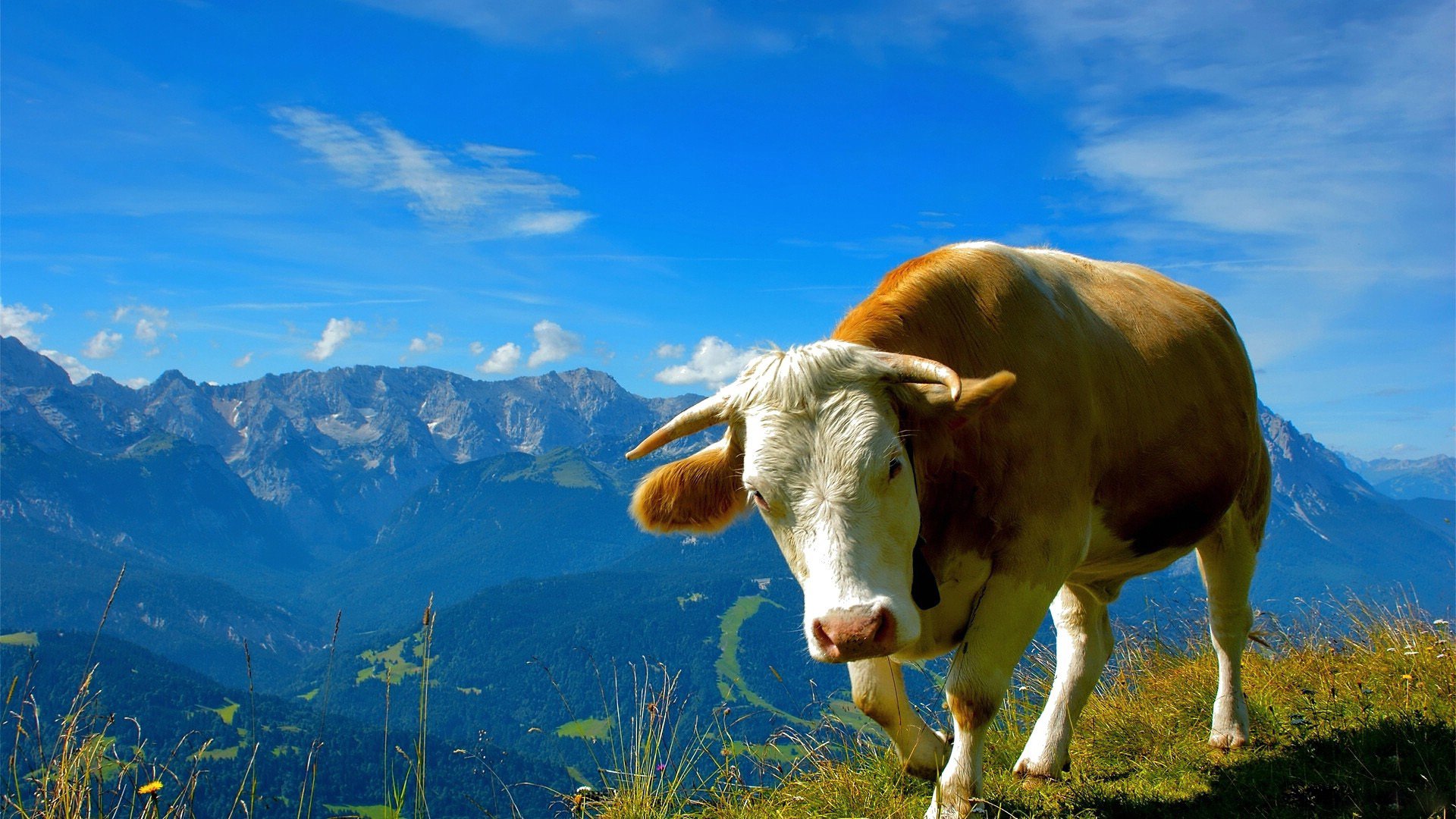 萌宠,黄牛,可爱,宽屏