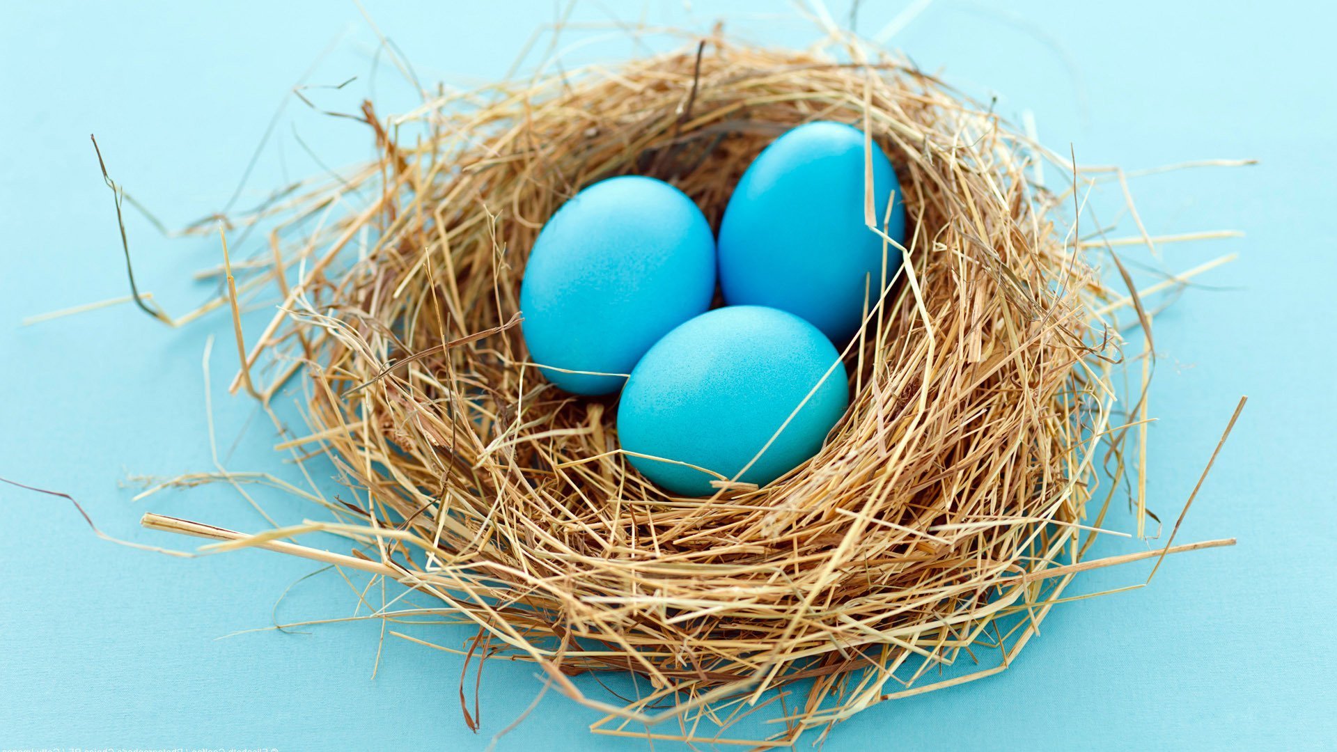 小清新,蓝色蛋,鸟窝