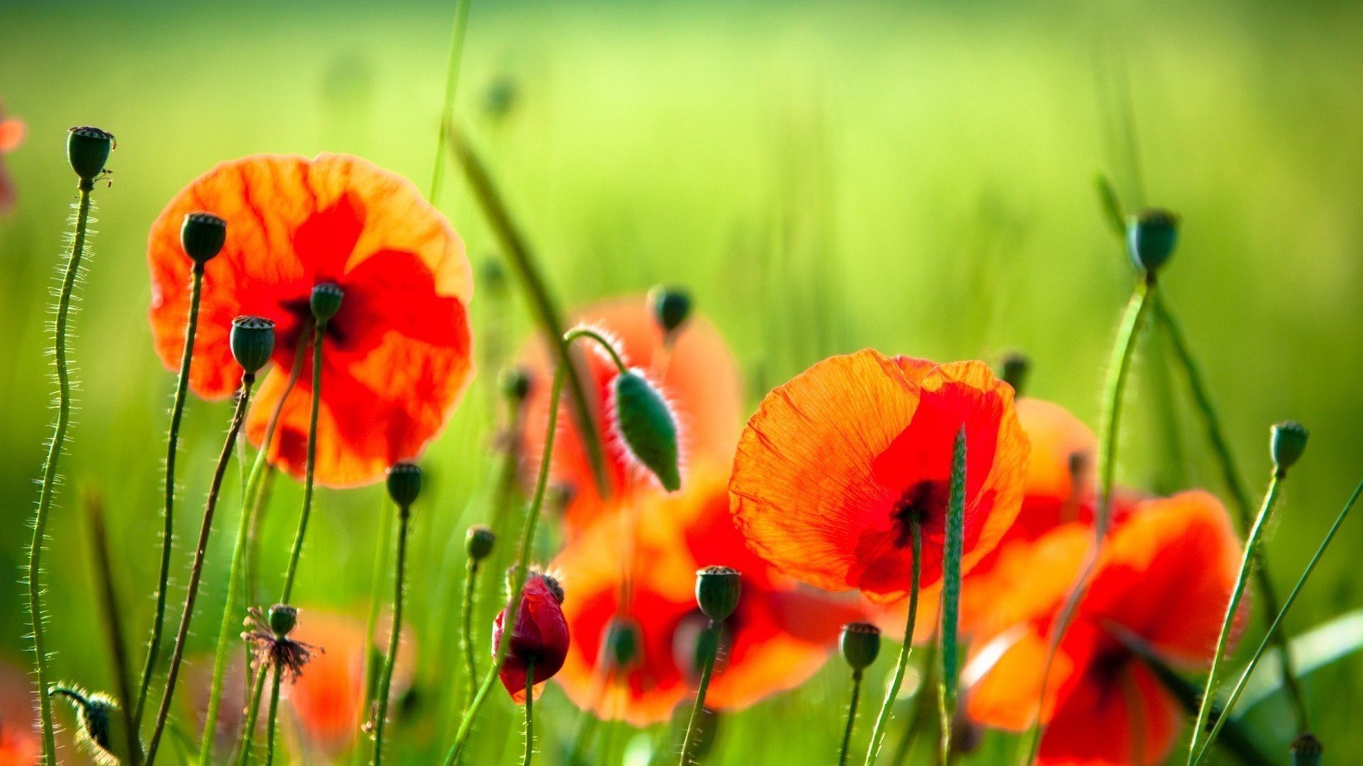 小清新,清新,可爱	