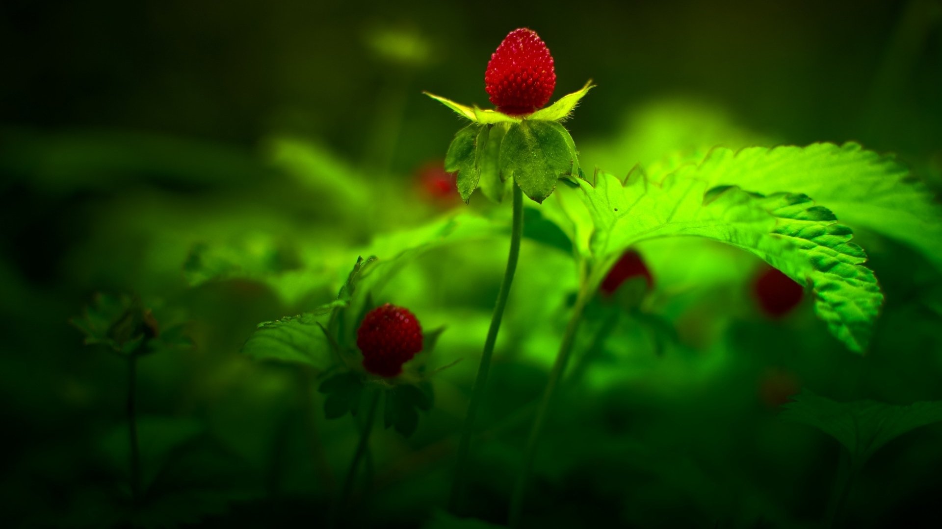 小清新,野果,高清