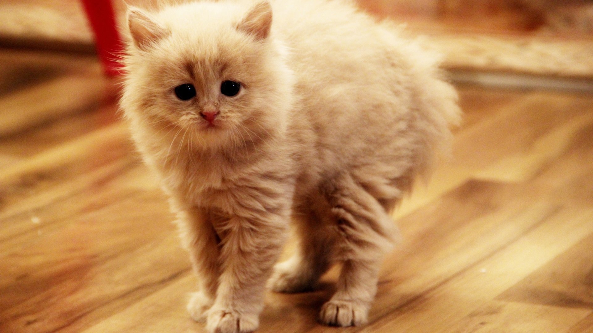 萌宠,猫咪,喵星人,可爱