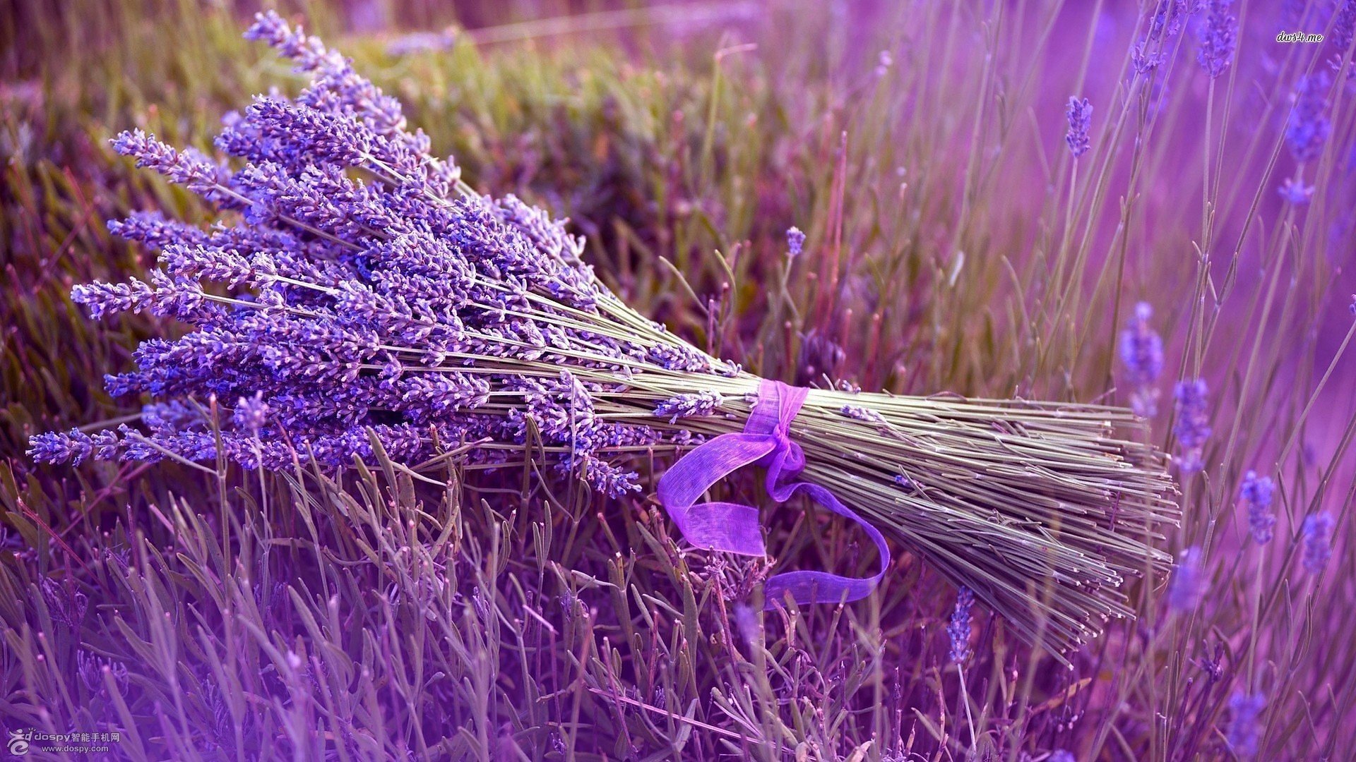 小清新,紫色,薰衣草