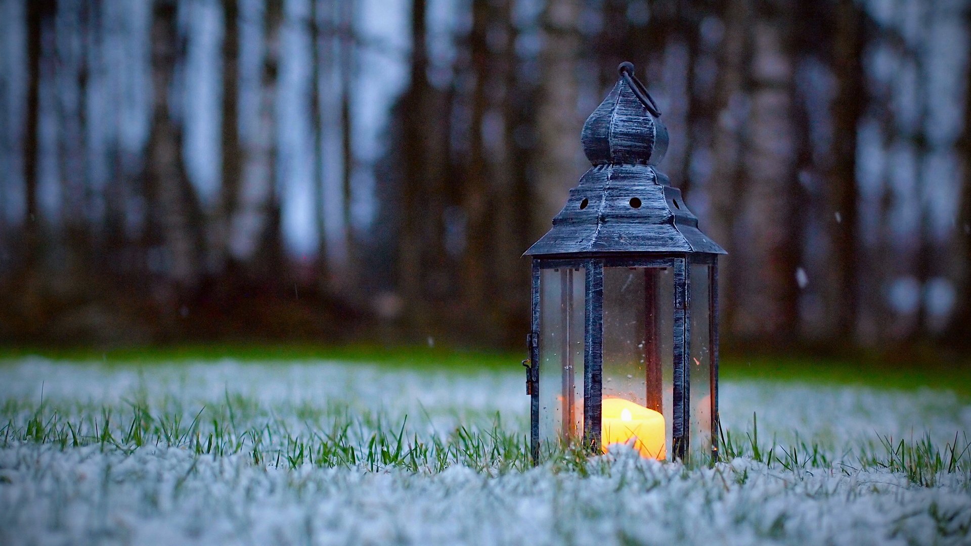 树林,灯笼,黄昏