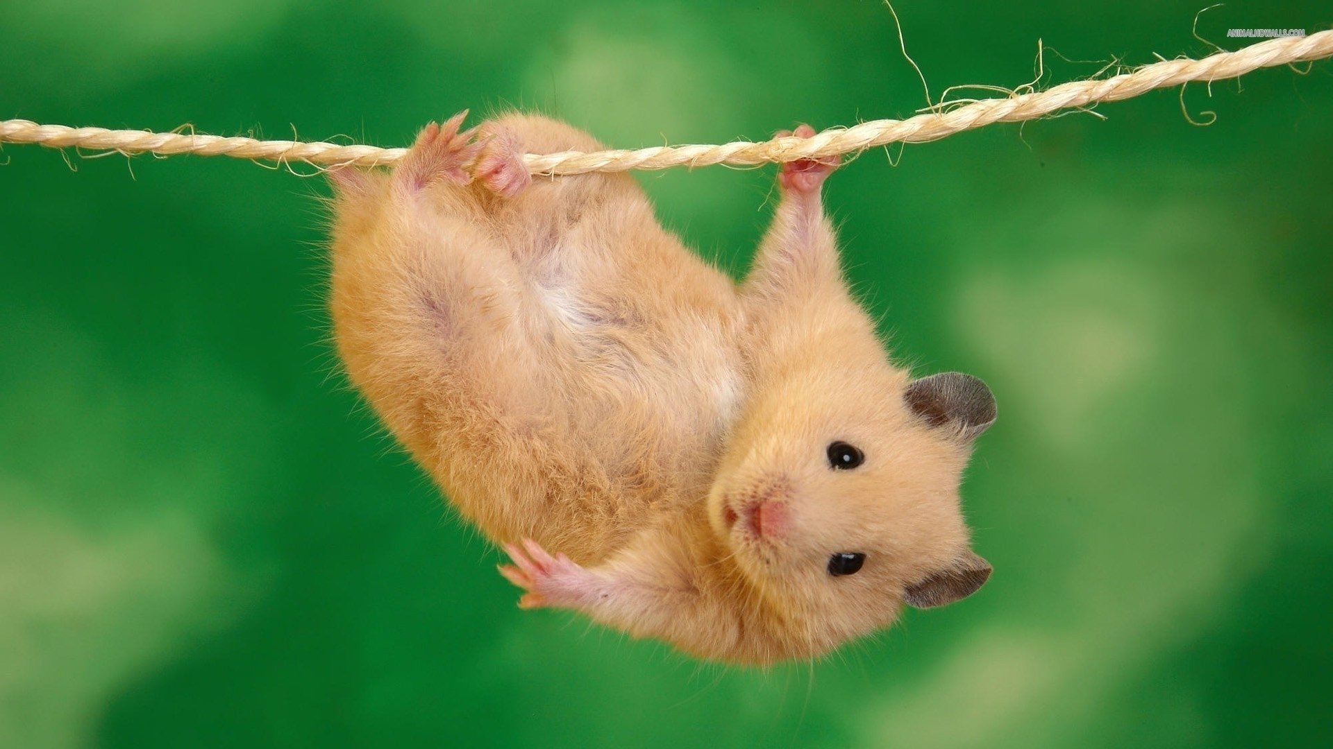 萌宠,仓鼠,耗子,可爱	