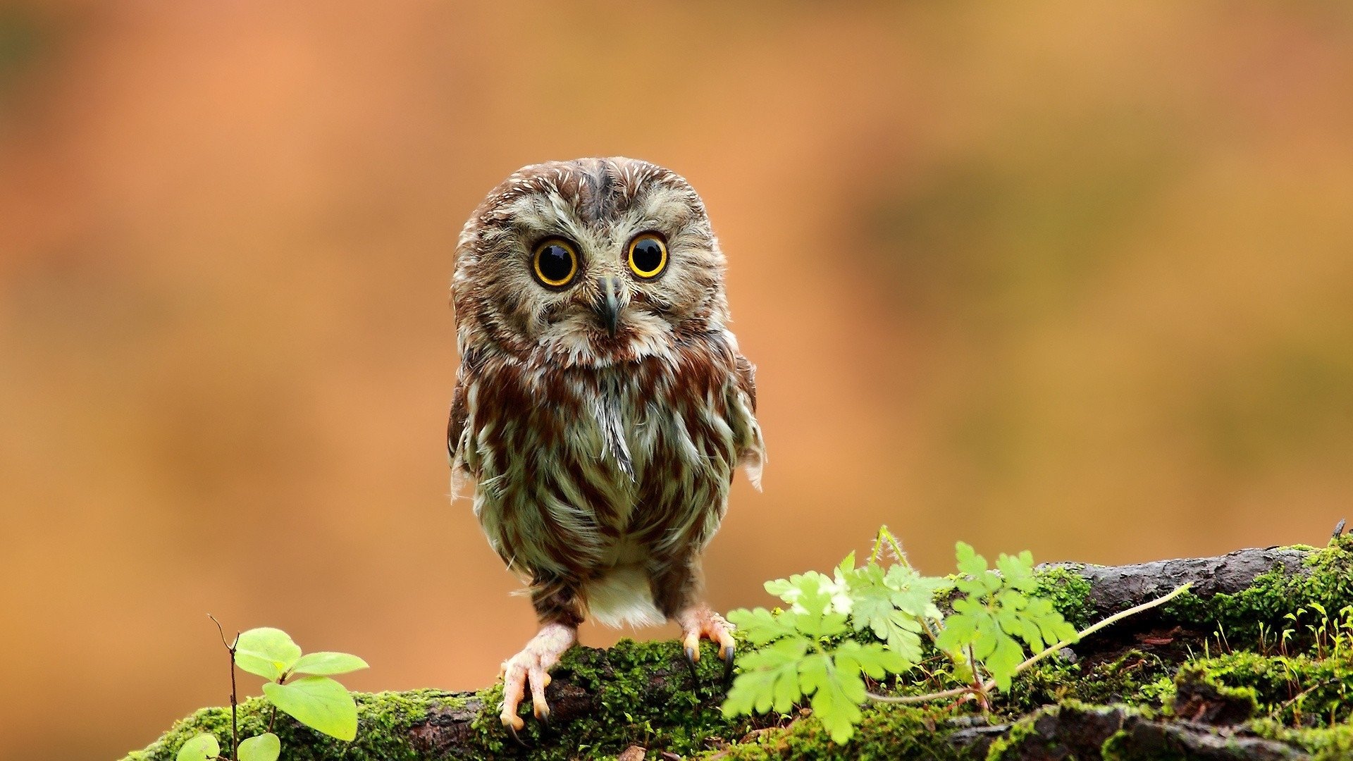 萌宠,猫头鹰,可爱,呆萌