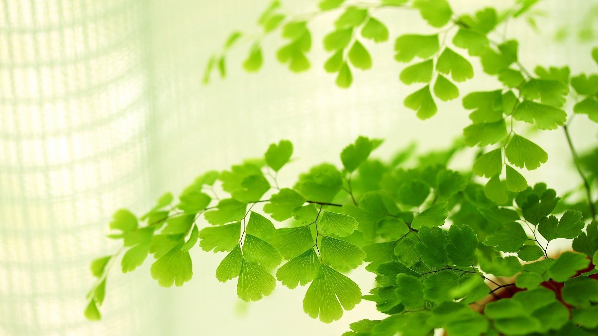 小清新,护眼,绿意