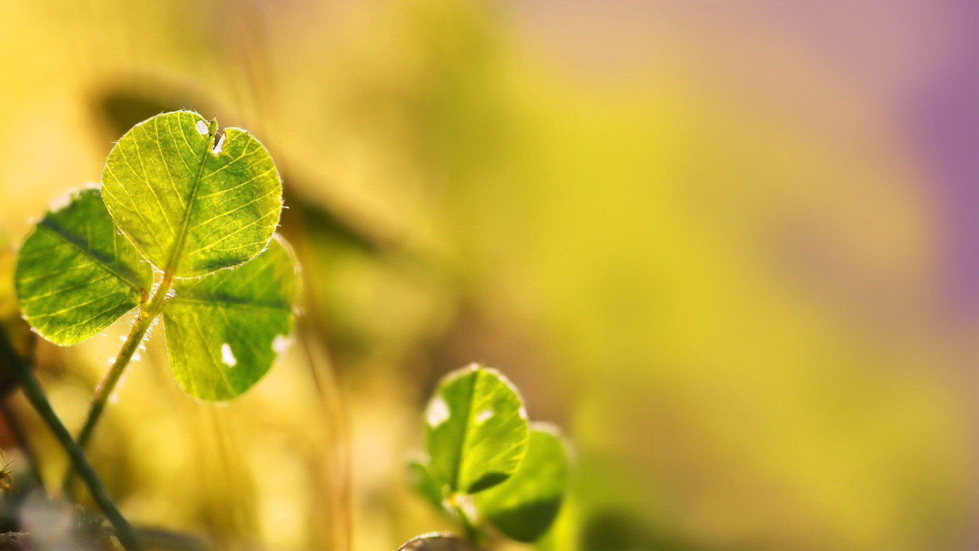 三叶草,清新,可爱	