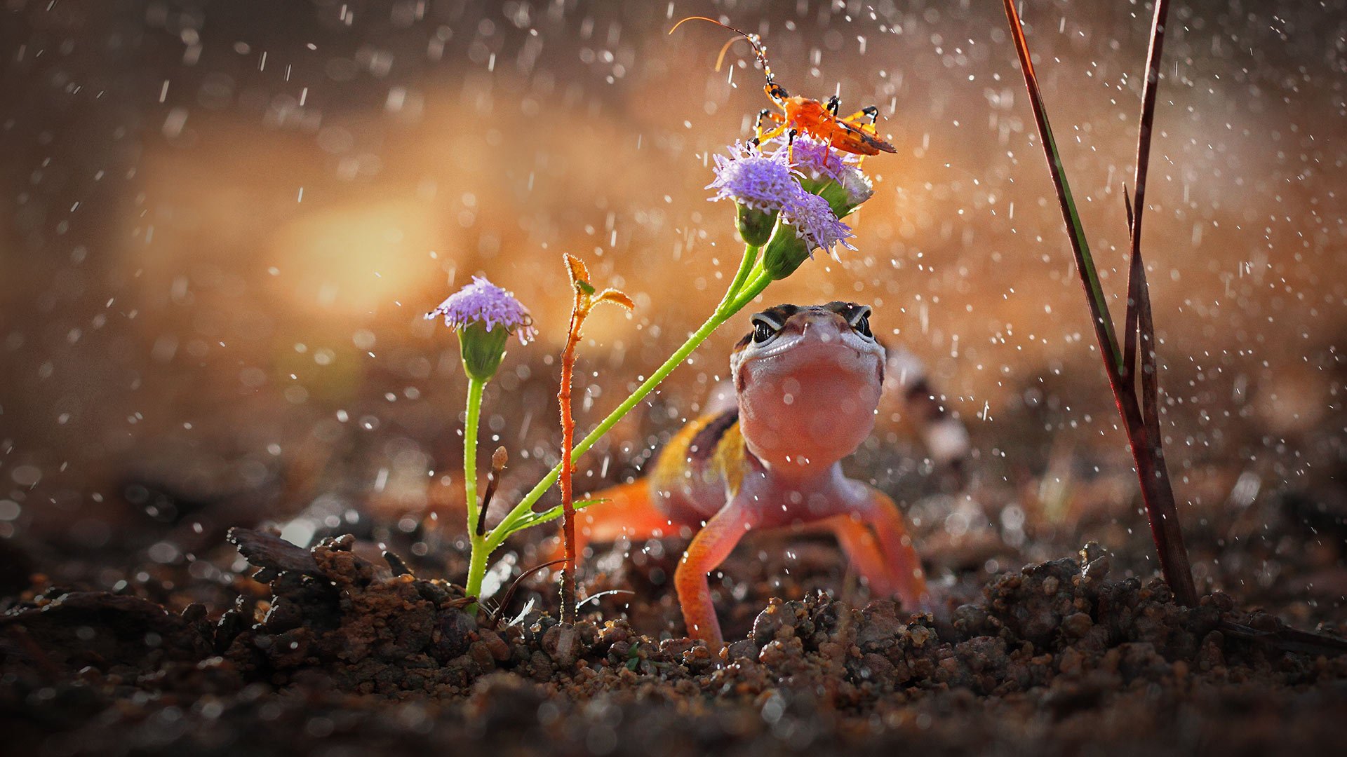 2015年,Bing,官方,主题,宽屏,风光,风景,摄影,动物