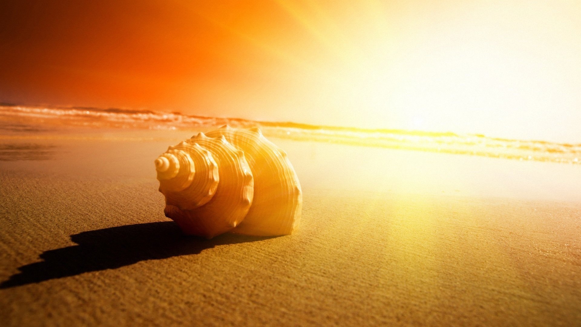 小清新,海螺,简单,可爱