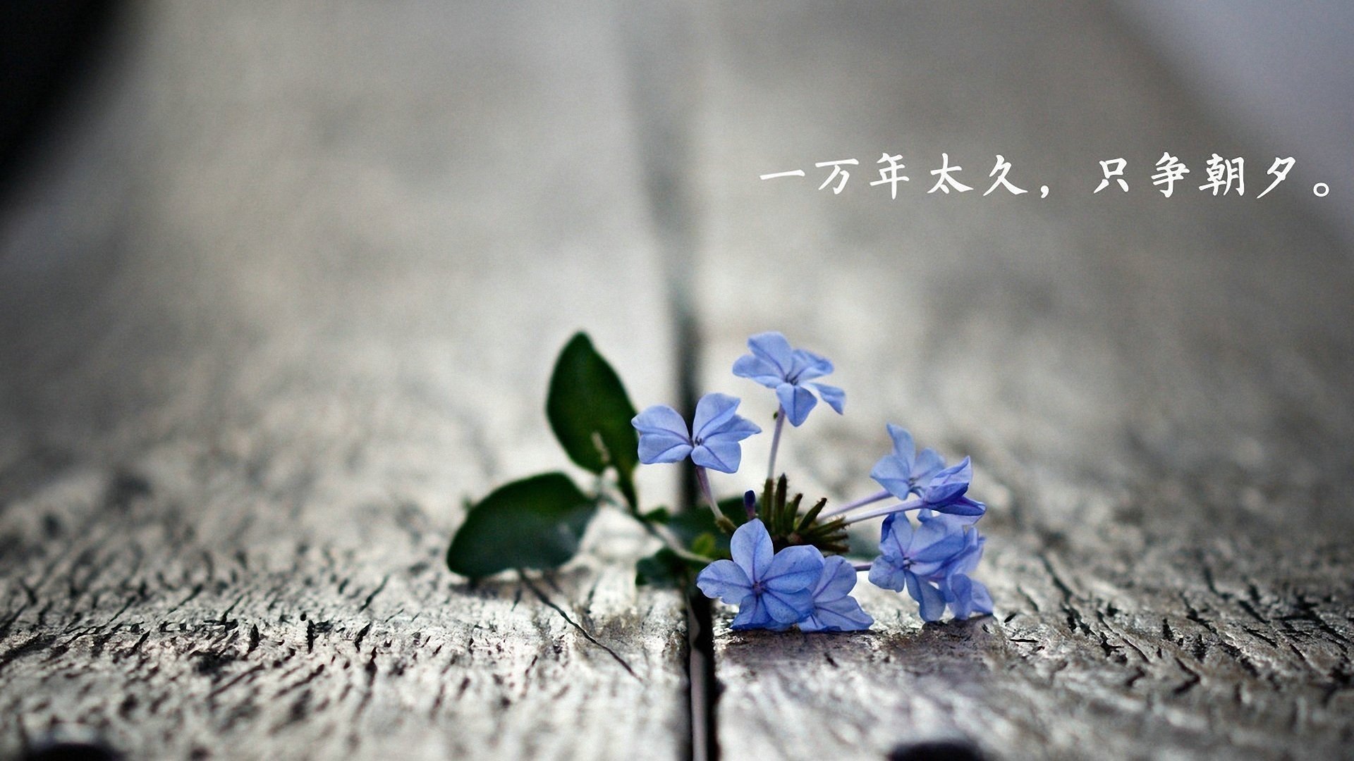 爱情,爱情箴言,温馨,高清