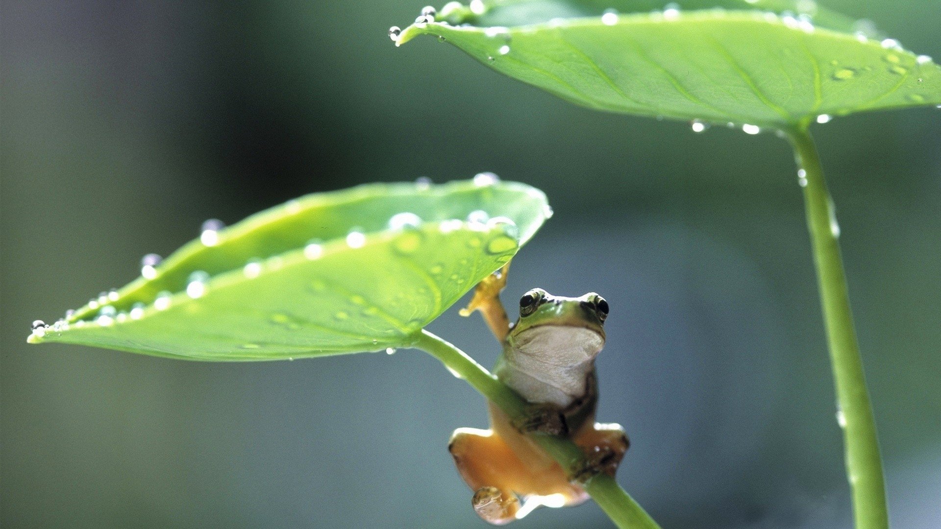 萌宠,青蛙,荷叶,可爱
