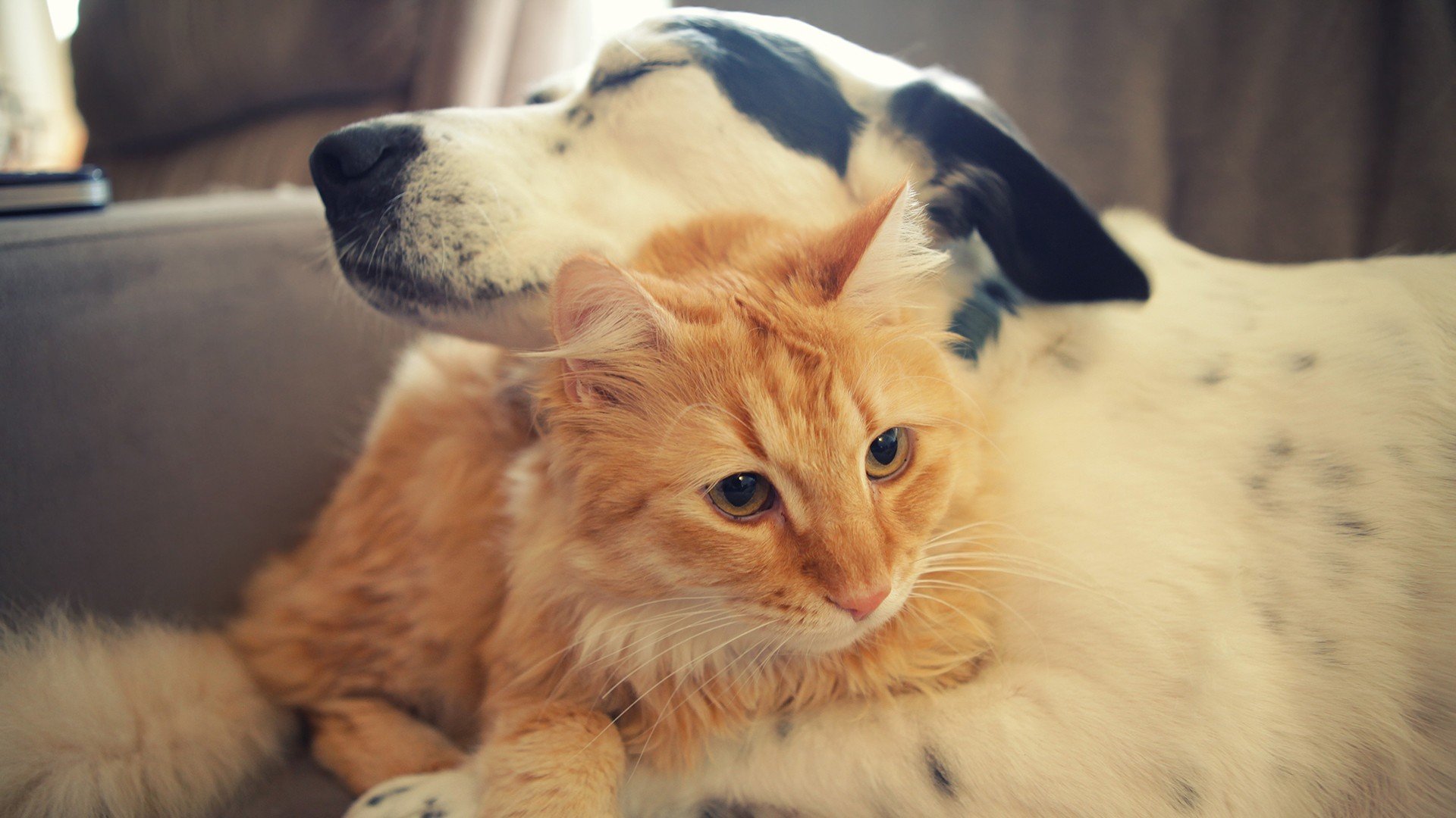 萌宠,猫咪,可爱