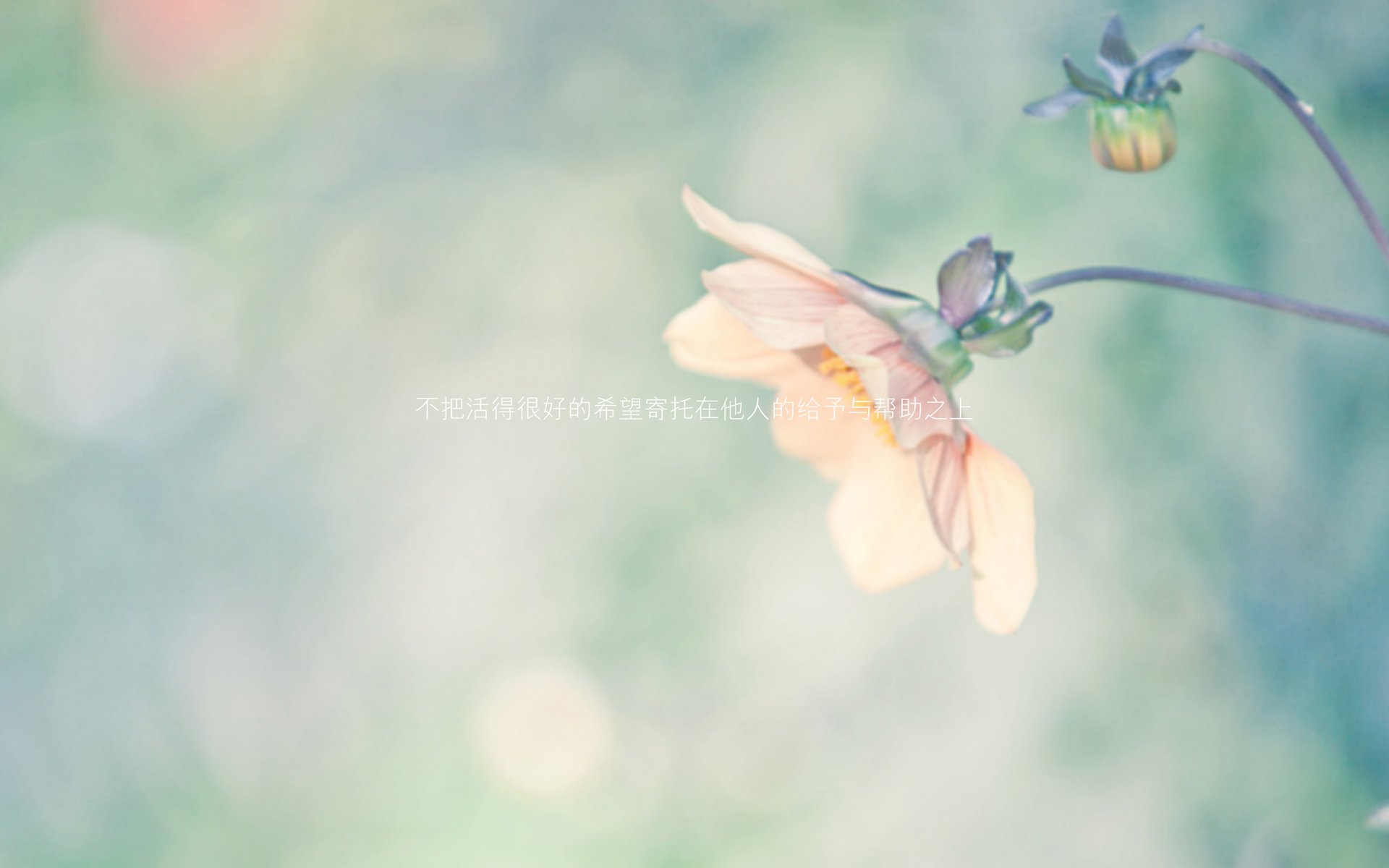 花卉,文字,励志