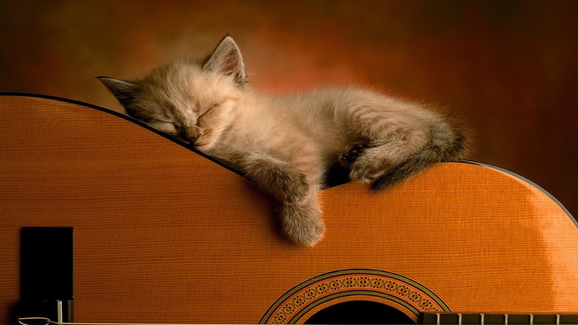 喵星人,猫咪,吉他,超萌,萌宠