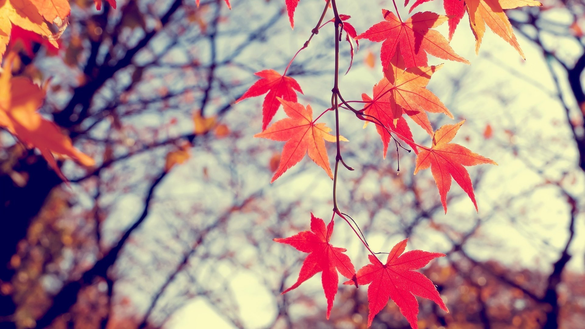 小清新,红叶,枫叶,高清