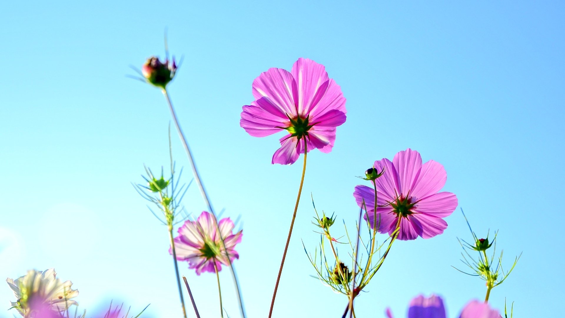 秋英,花卉,大波斯菊