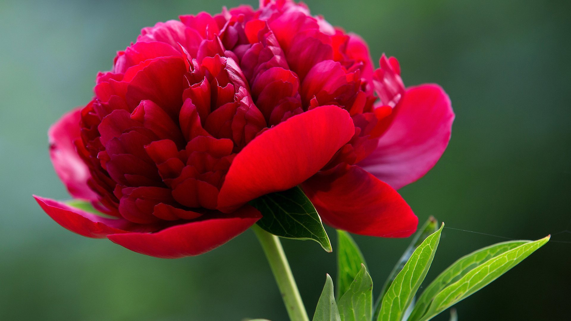 小清新,娇艳欲滴,可爱