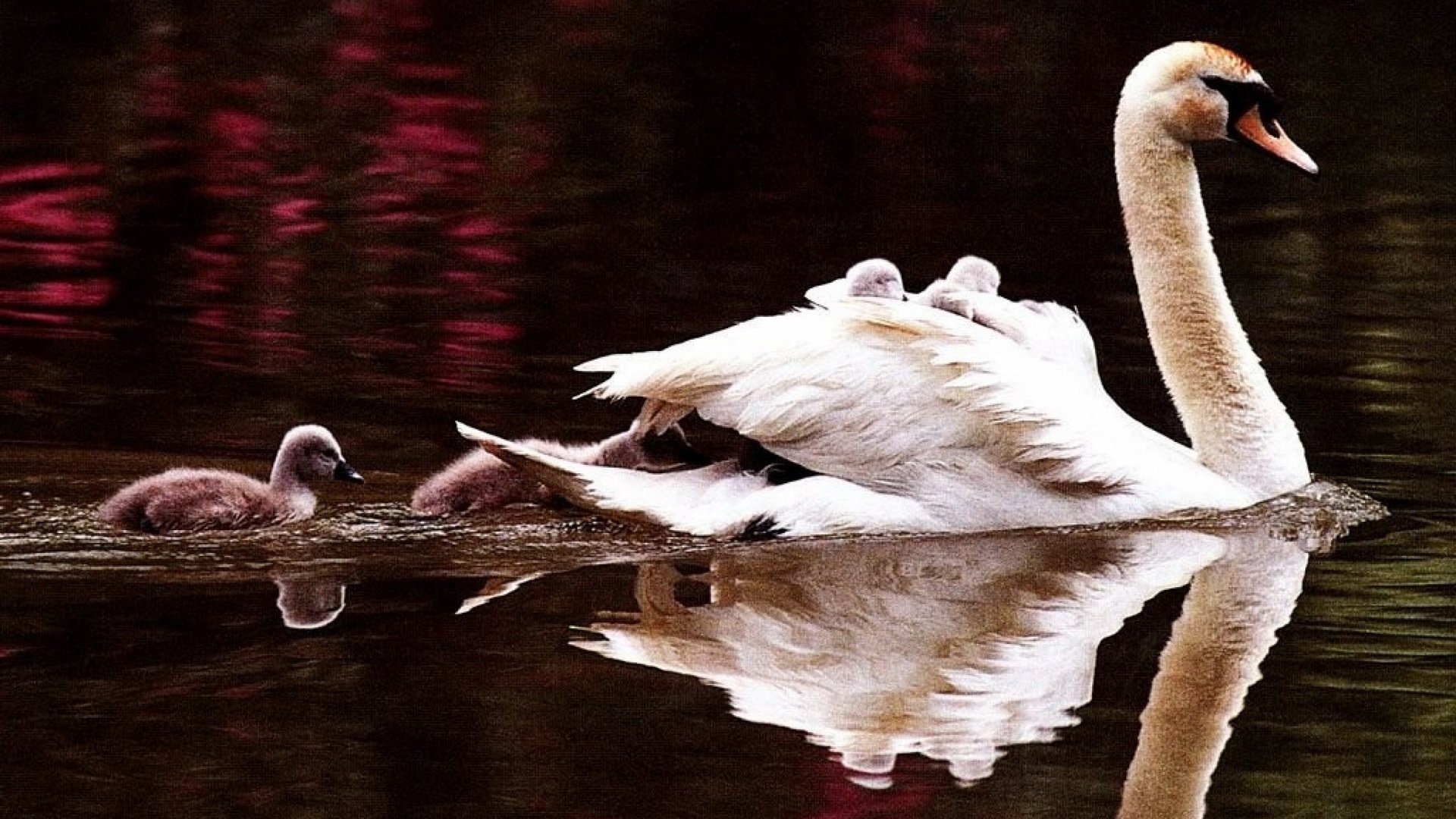 萌宠,天鹅,小天鹅