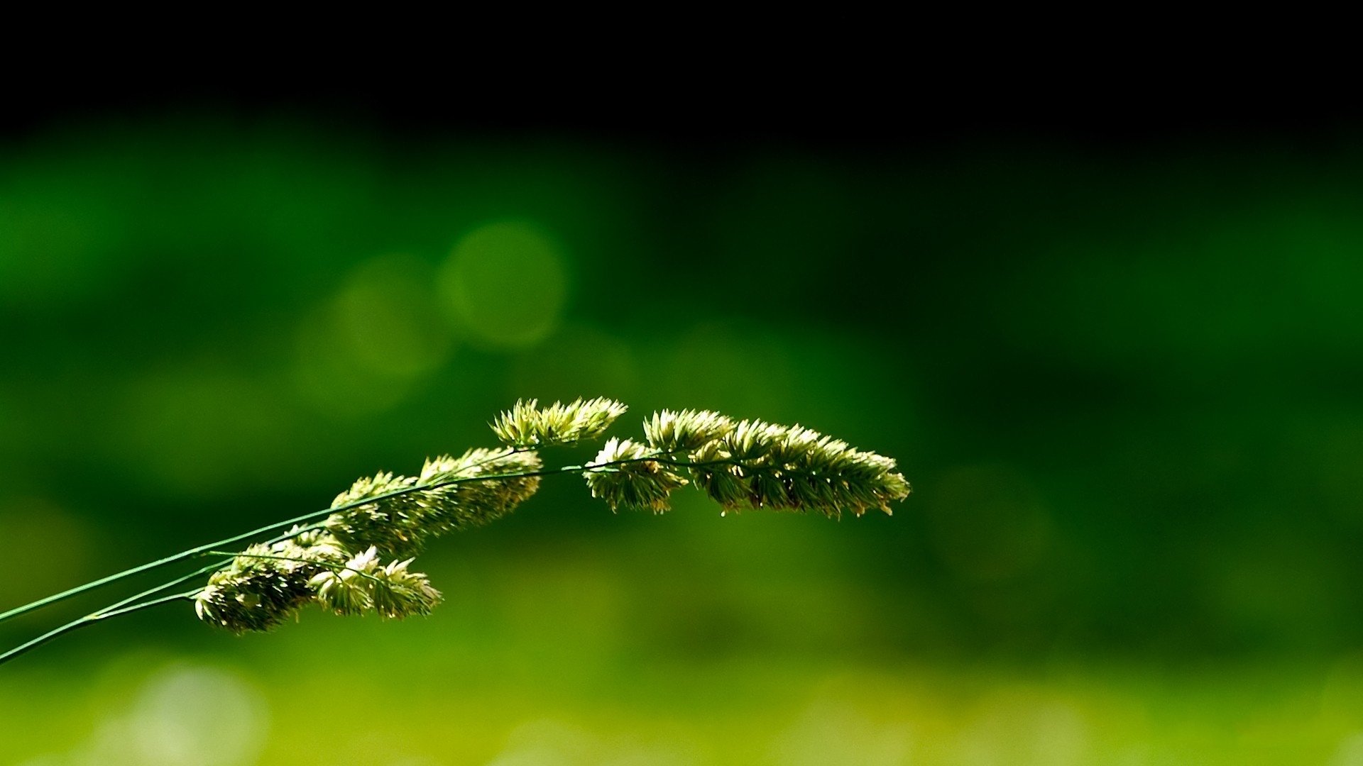 小清新,绿意,护眼	