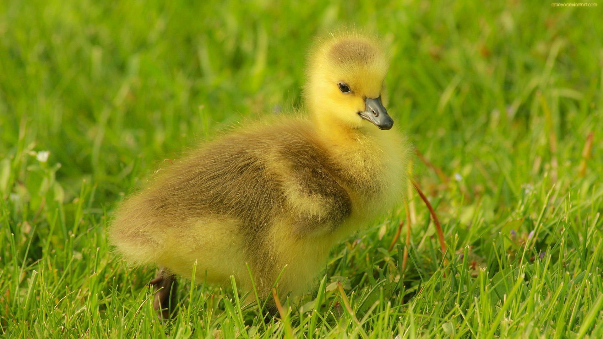 萌宠,小鸭子,可爱,宽屏