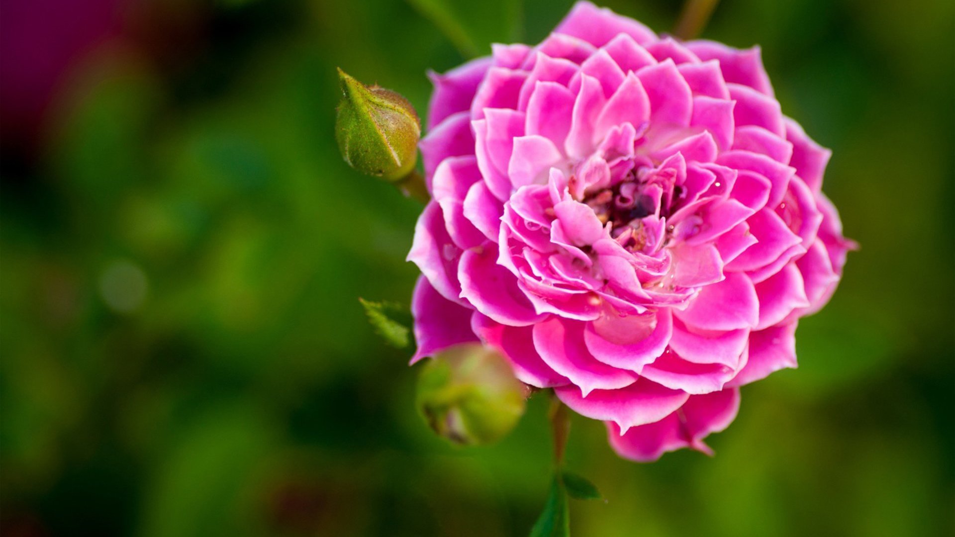 小清新,绚丽,可爱,宽屏