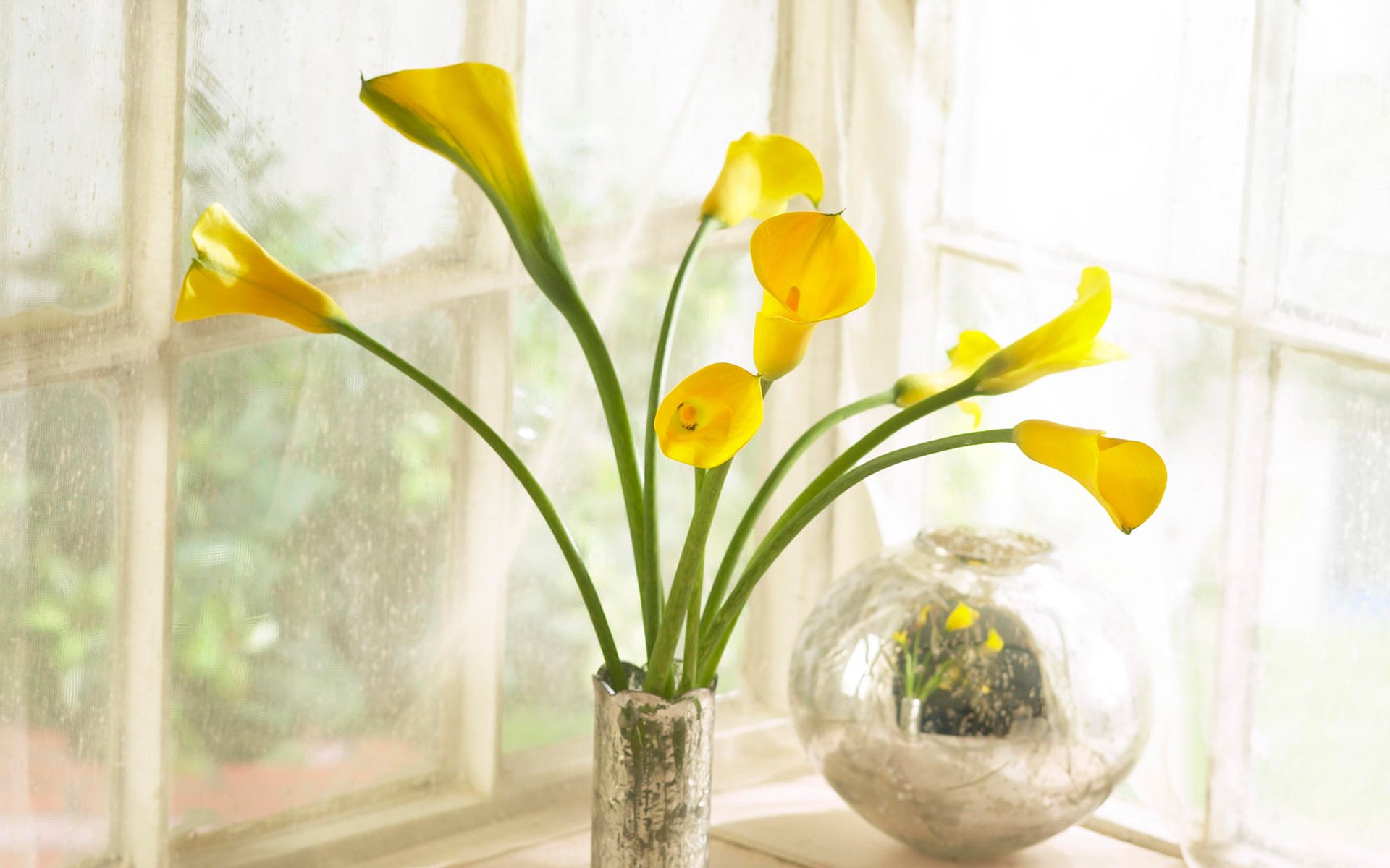 小清新,马蹄莲,可爱,宽屏