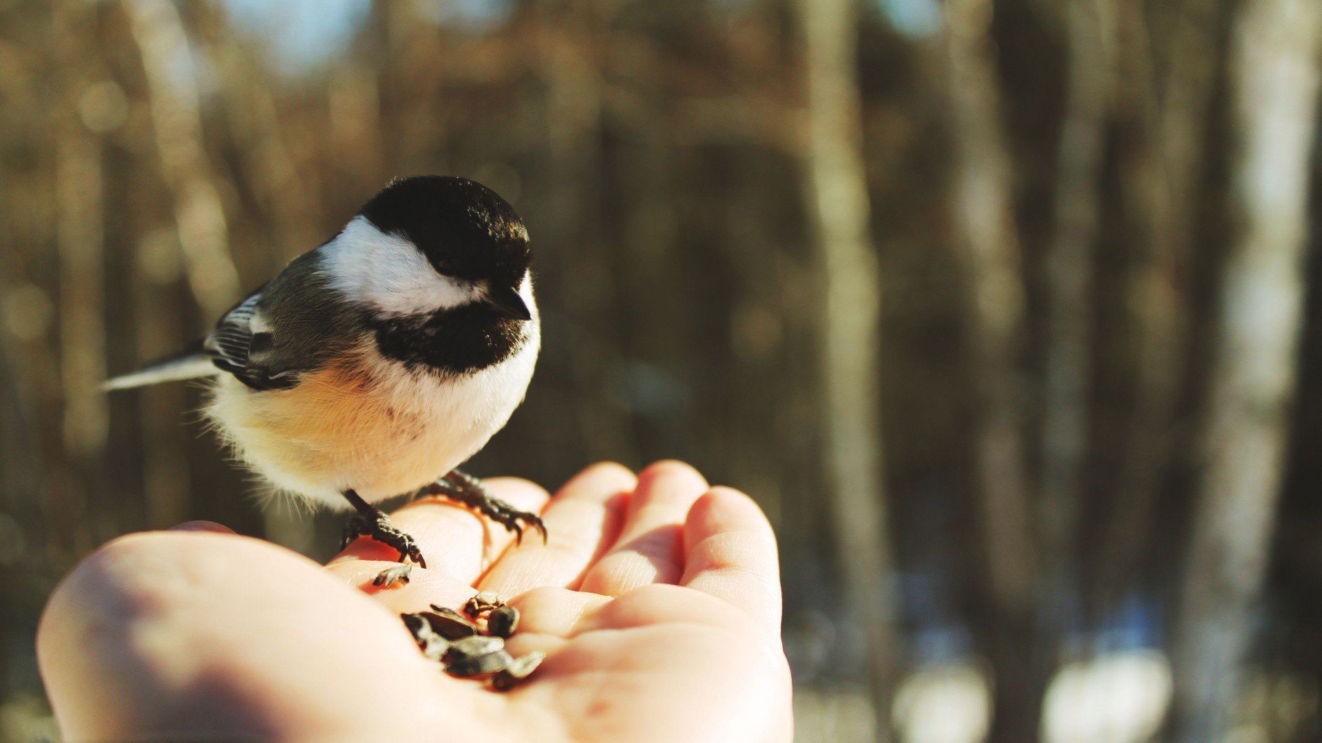 萌宠,小鸟,可爱,幼小,宽屏